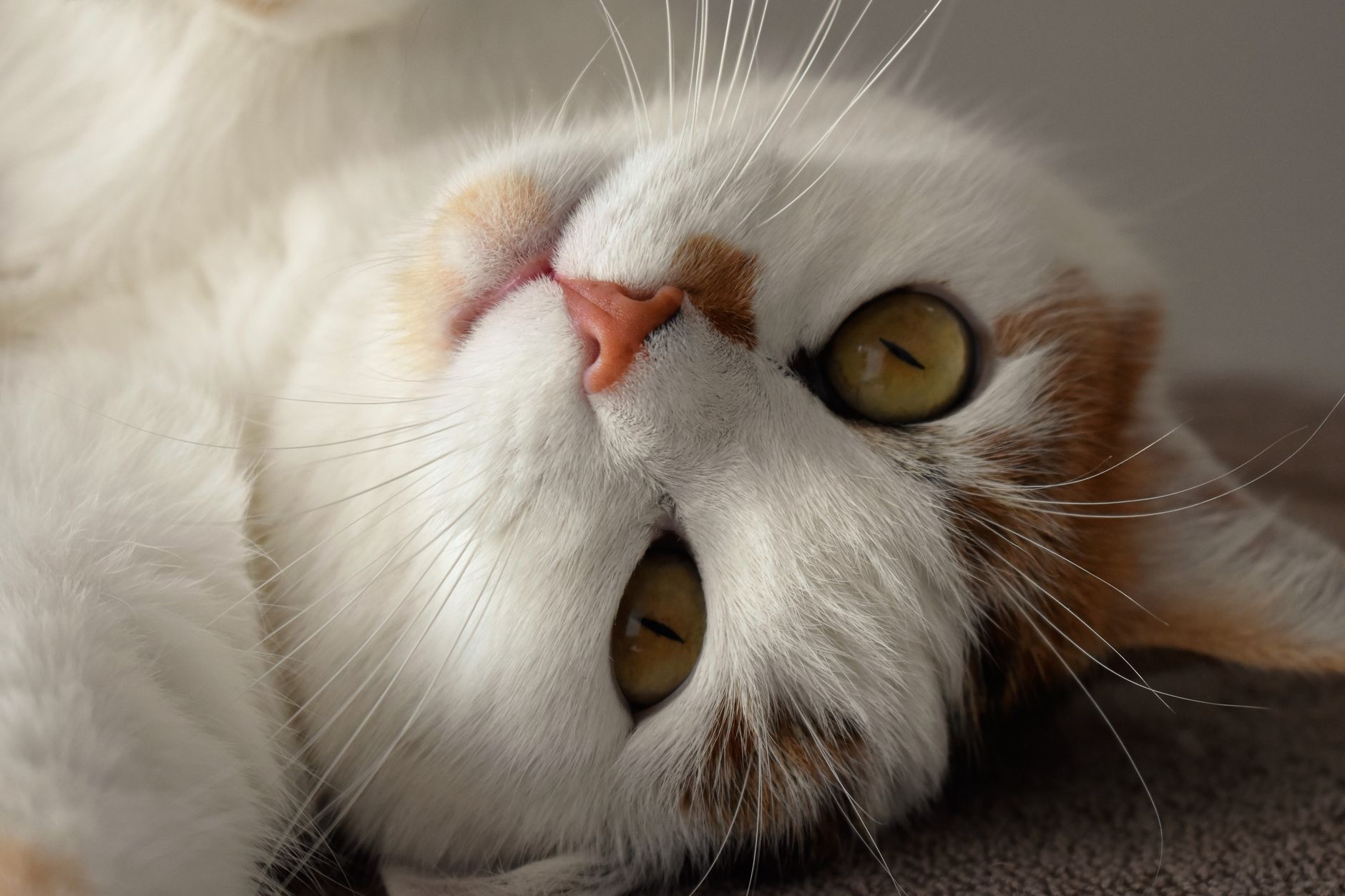 Gatto acciambellato che riposa sereno