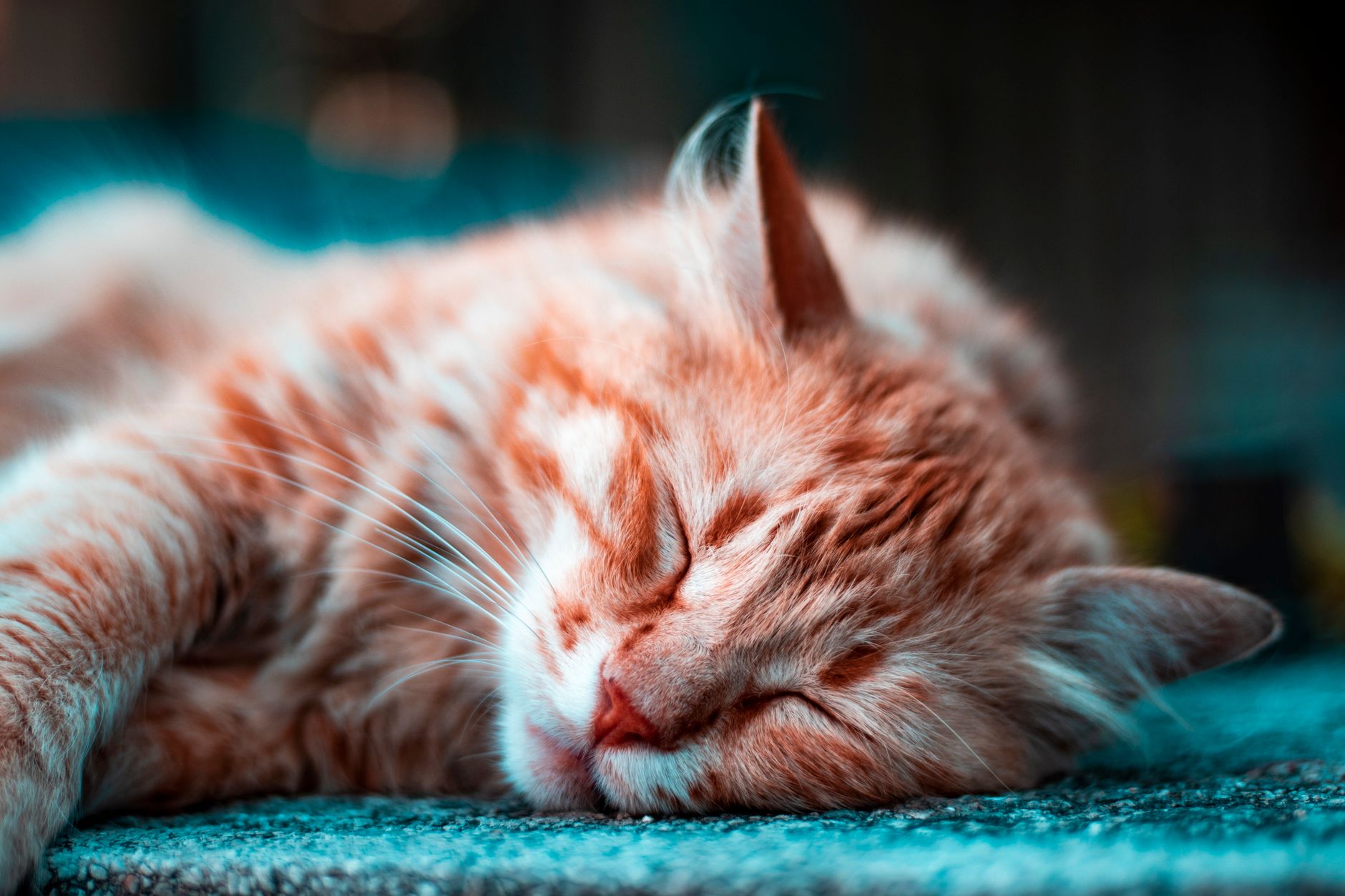 Gattino appena nato accanto alla madre