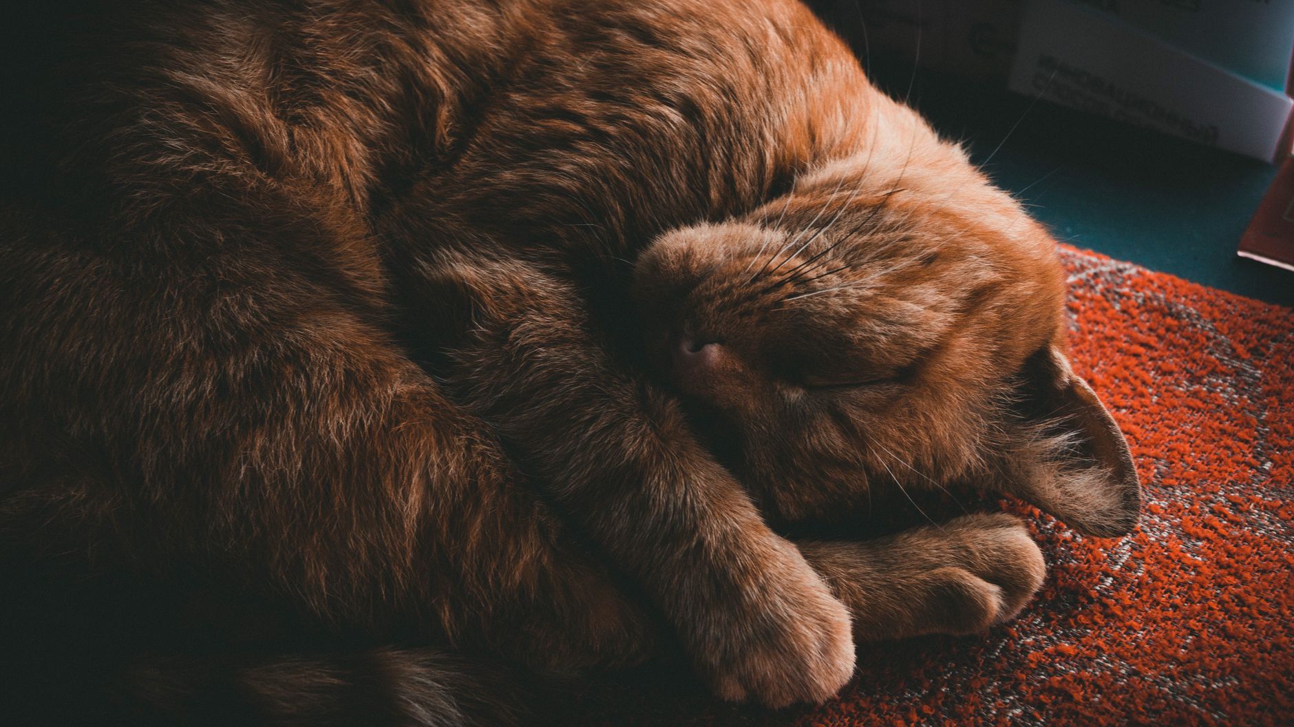 Primo piano di un gatto domestico attento