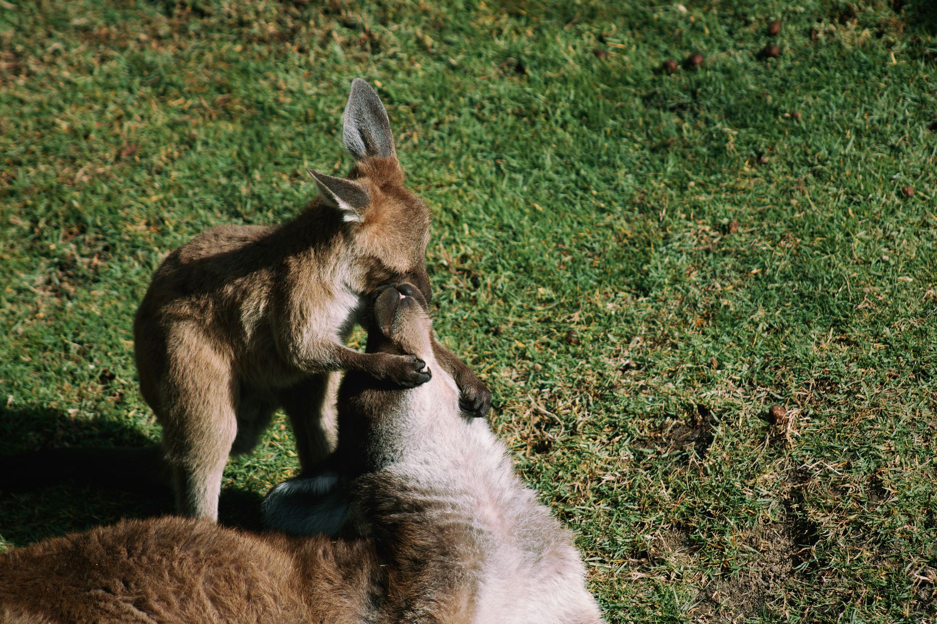 Il potoroo di Gilbert: il marsupiale più raro salvato dal DNA