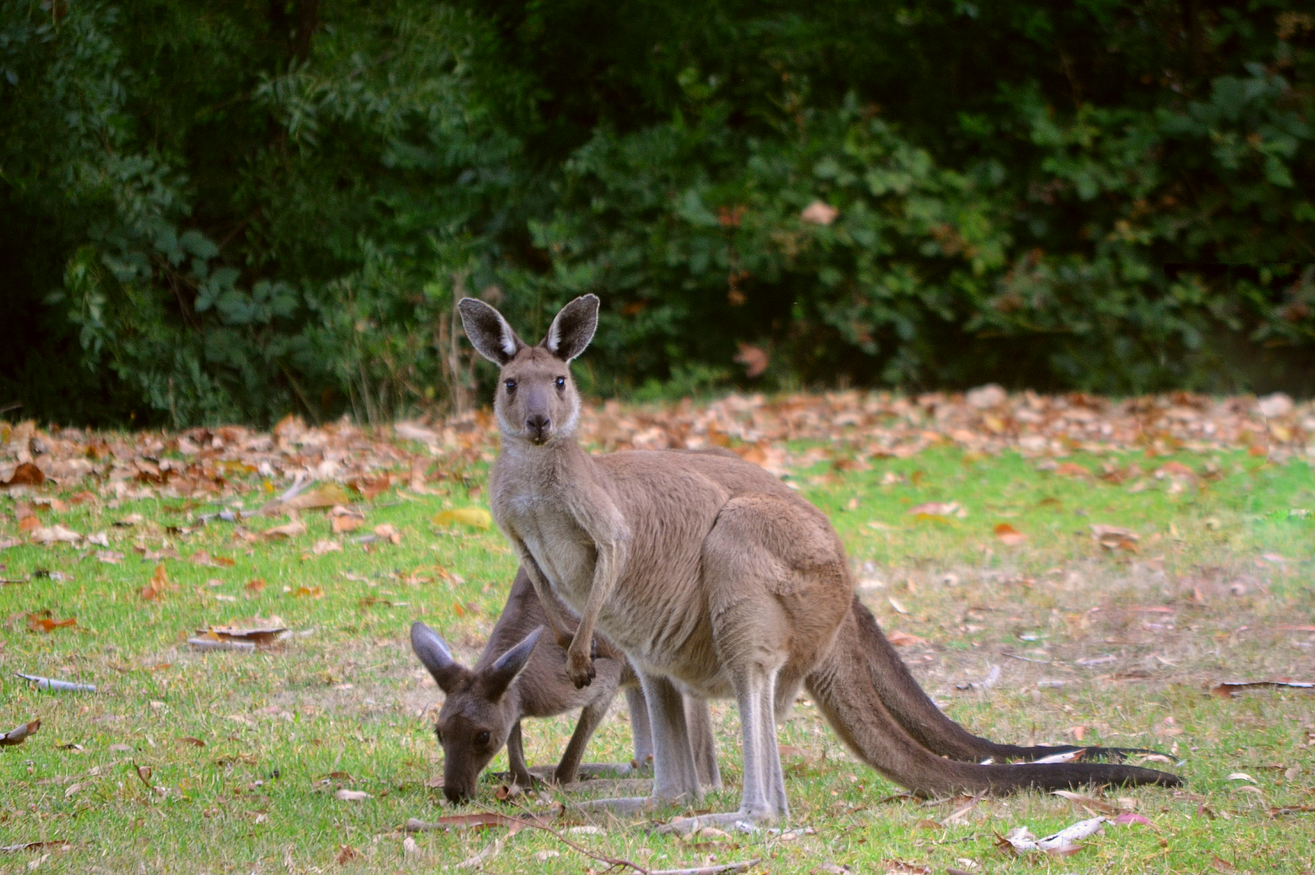 Paesaggio naturale dell'Australia Occidentale