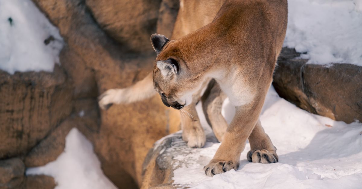I puma tornano e la natura rifiorisce vicino a San Francisco - puma