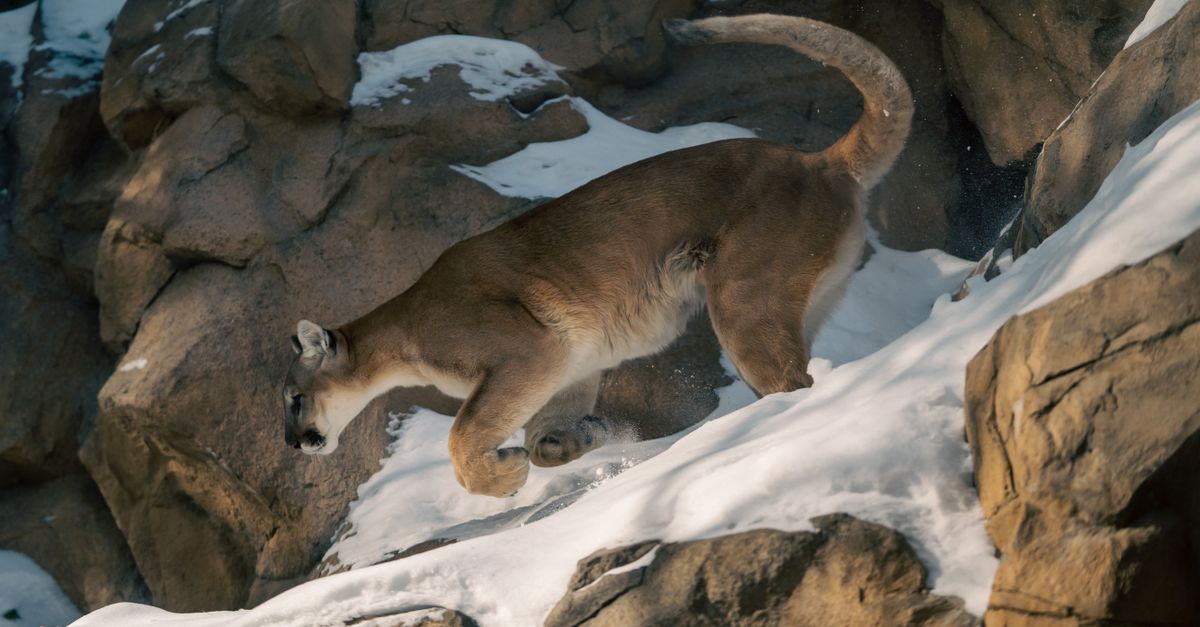 Il puma, un predatore schivo e solitario delle Americhe.
