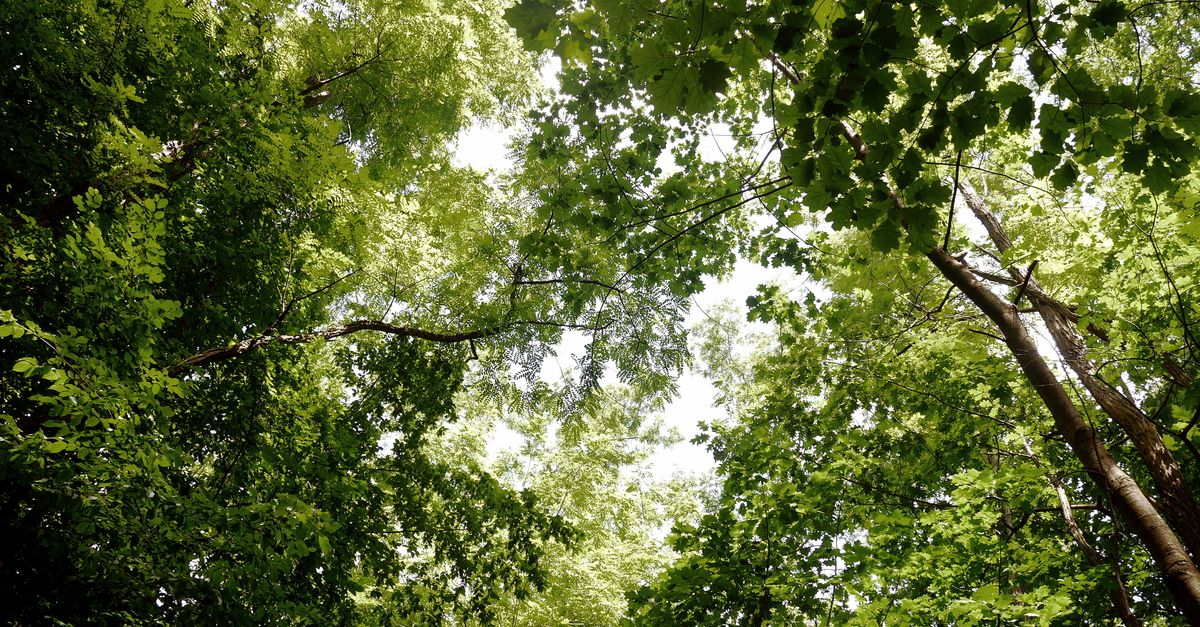Bosco di querce con luce che filtra tra le foglie