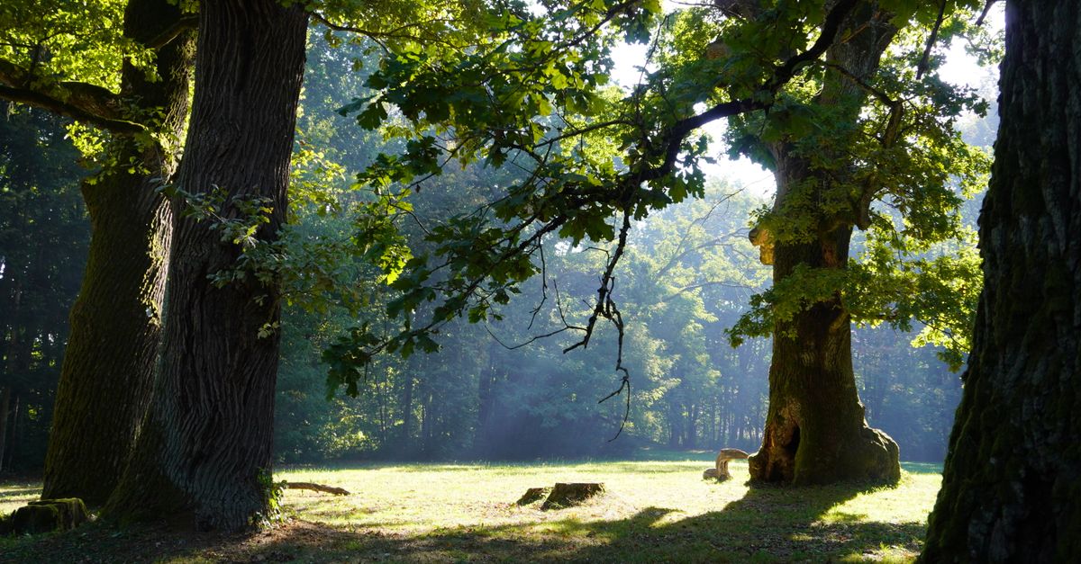 Tronco e corteccia di una quercia secolare