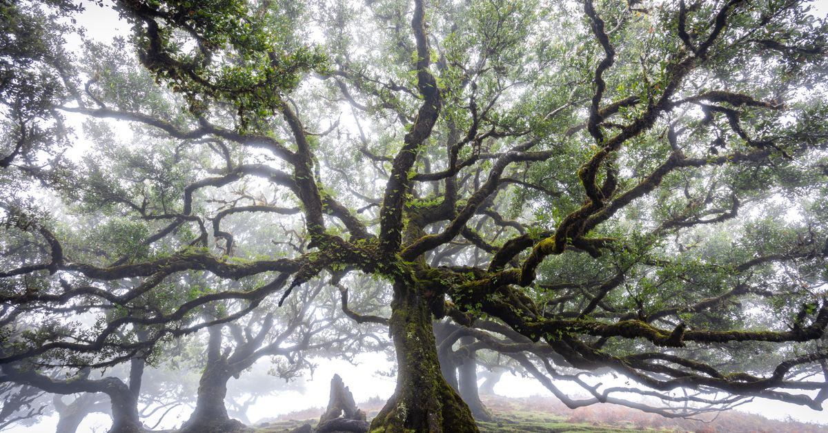 Foresta di alberi ad alto fusto vista dal basso