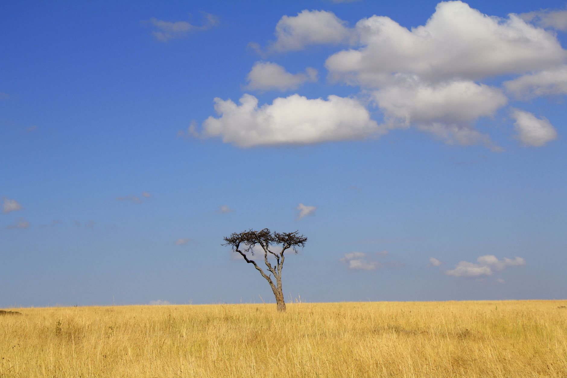 Albero africano simile all'Acokanthera da cui il roditore ricava il veleno