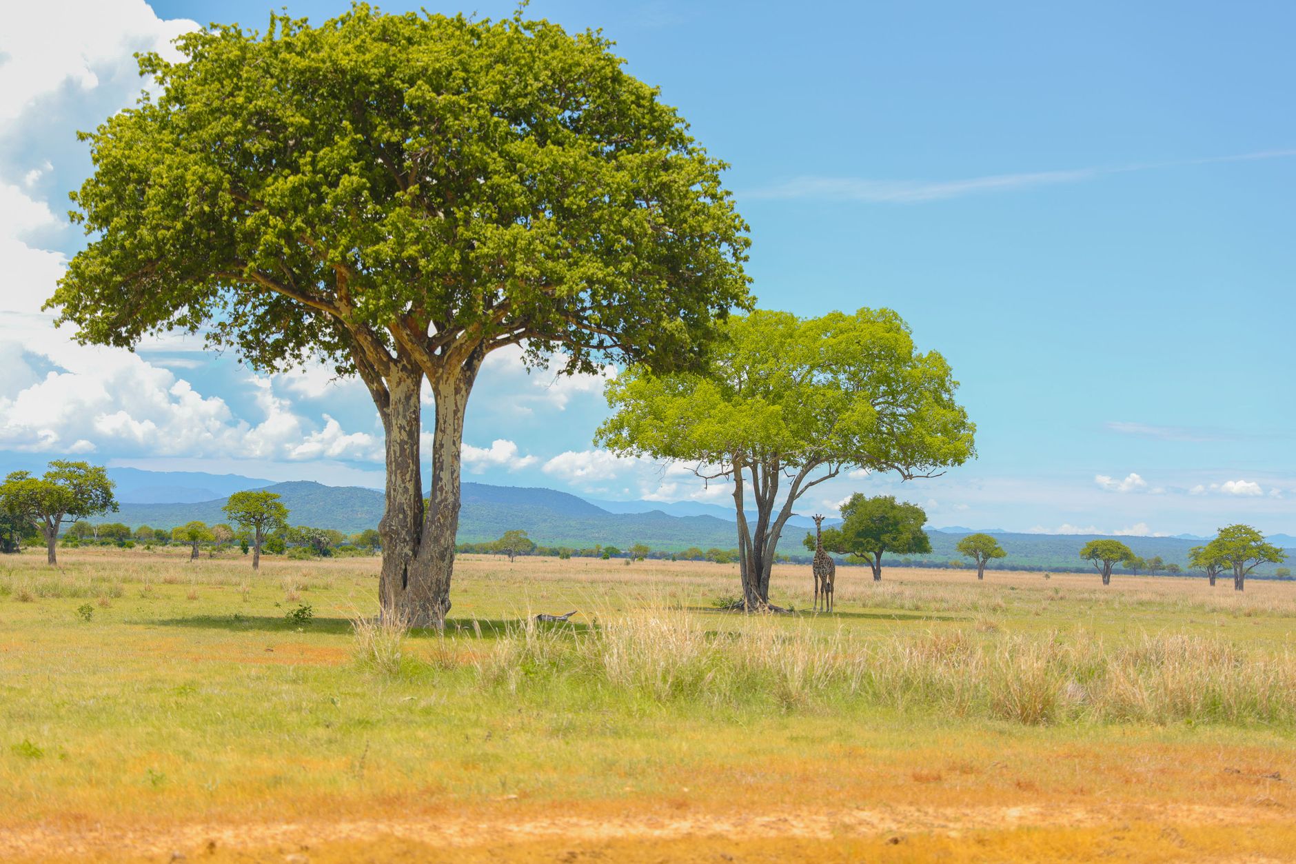 Ambiente naturale notturno dell'Africa orientale