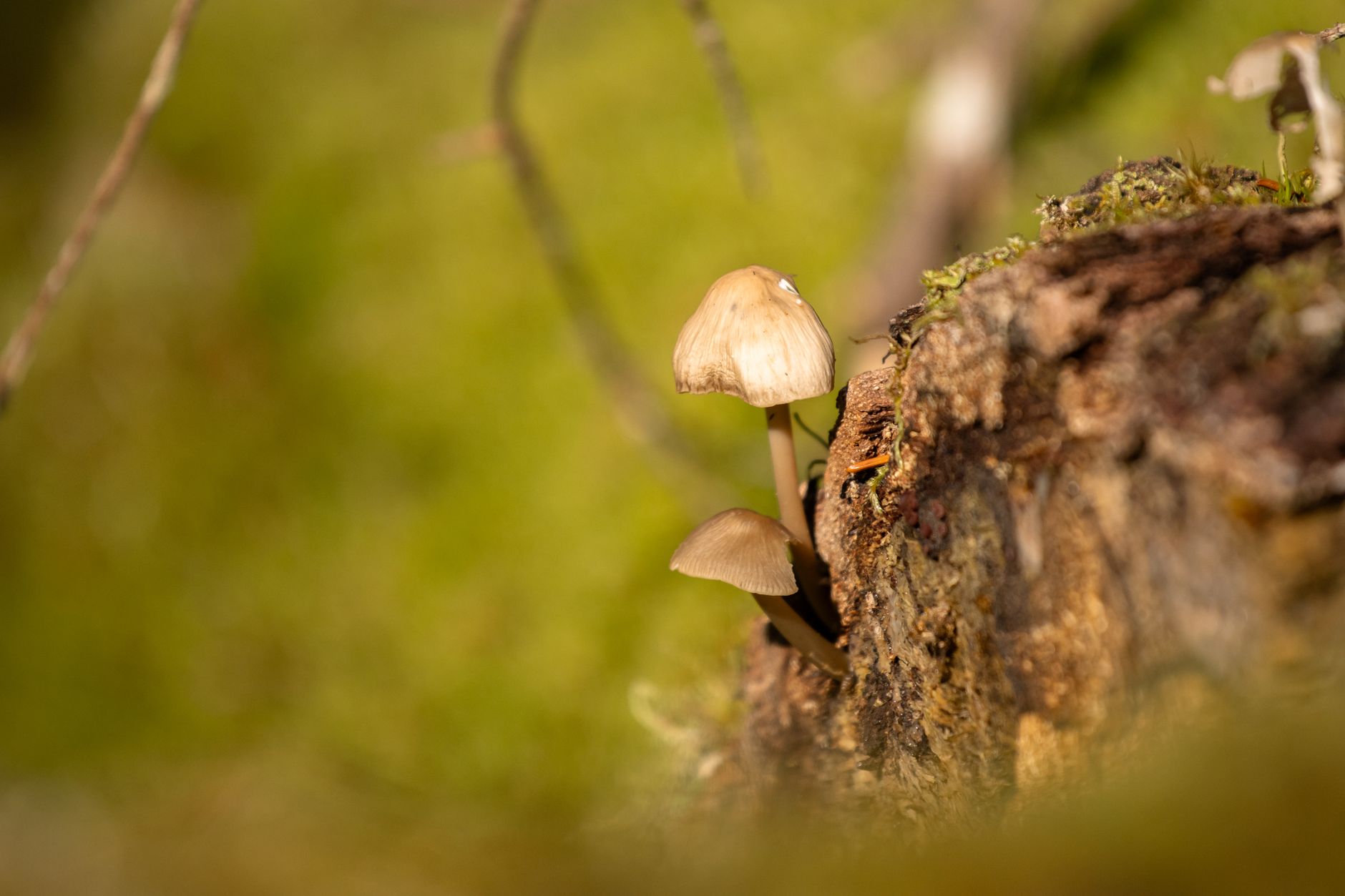 Sottobosco con funghi e radici degli alberi