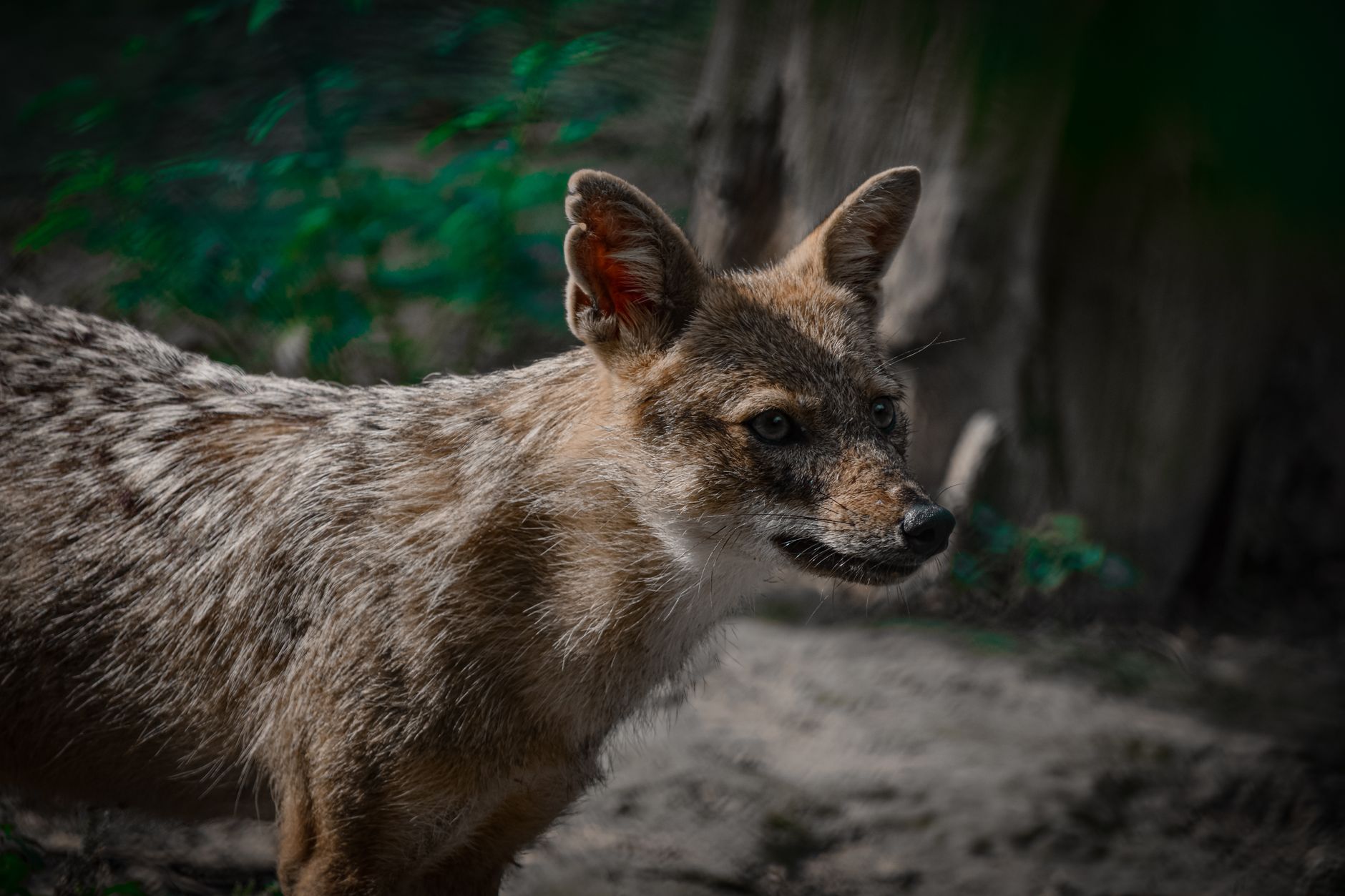 Sciacallo dorato in un ambiente naturale