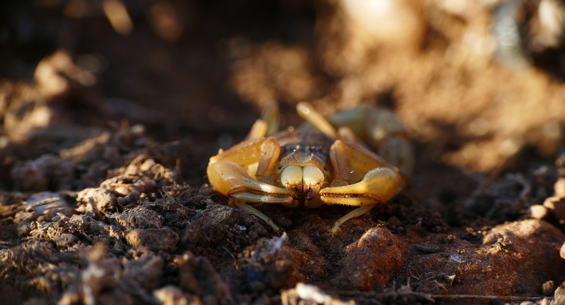 Scorpione su sabbia nel deserto illuminato di notte