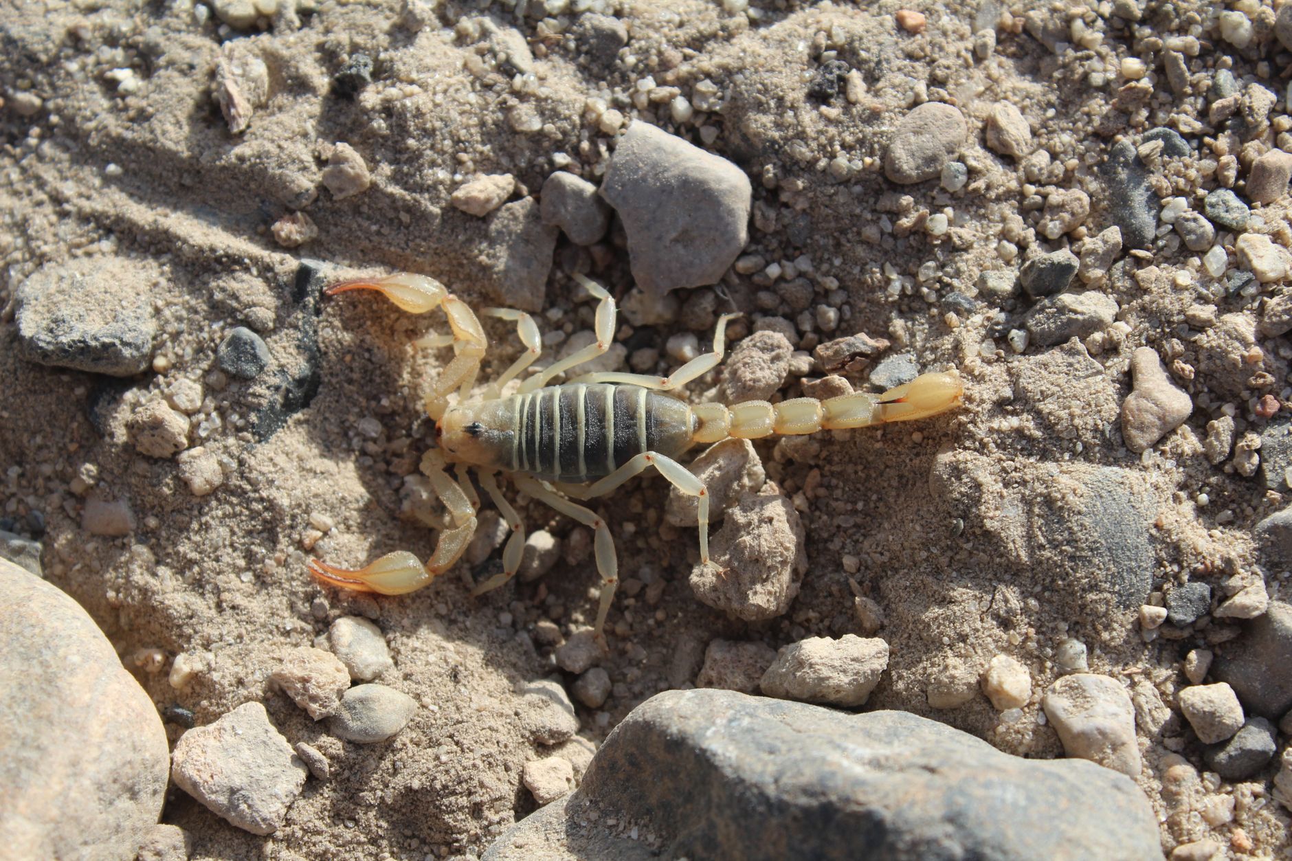 Scorpione mimetizzato sul terreno del deserto