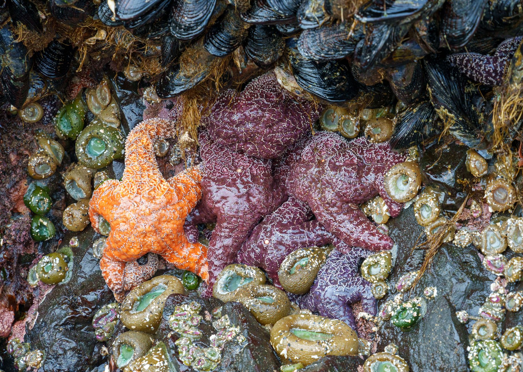 Stella marina colorata sul fondale marino