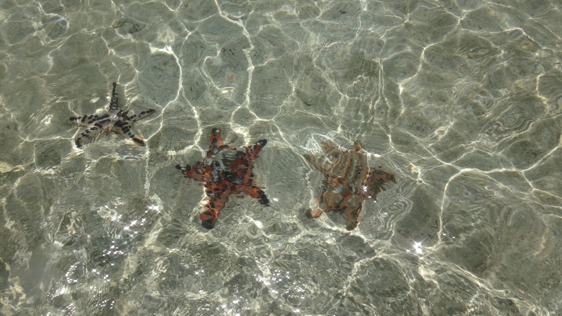 Foresta di alghe kelp illuminata dal sole sott'acqua