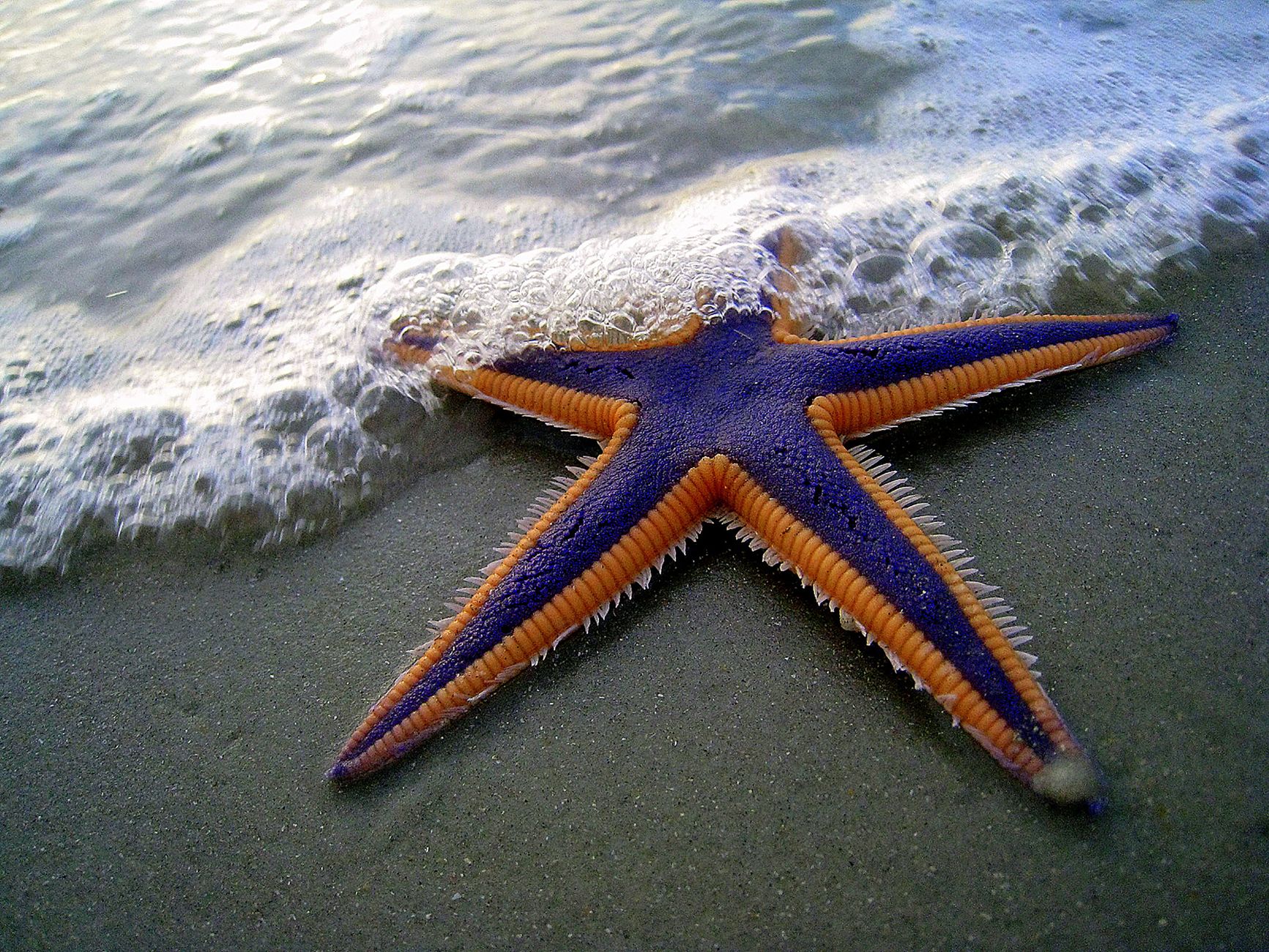 Acque profonde e fredde dell'oceano