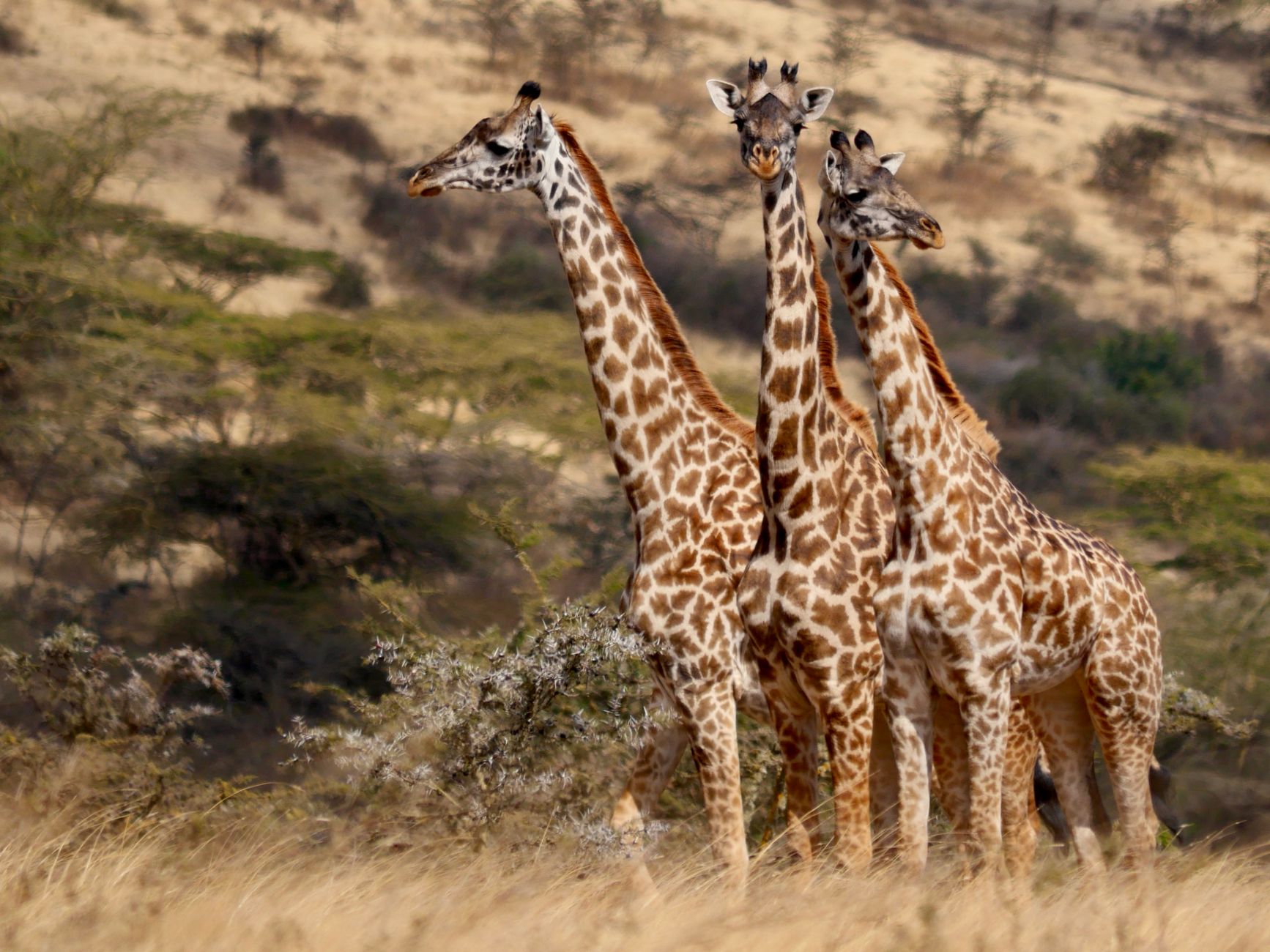 Paesaggio della savana africana con acacie