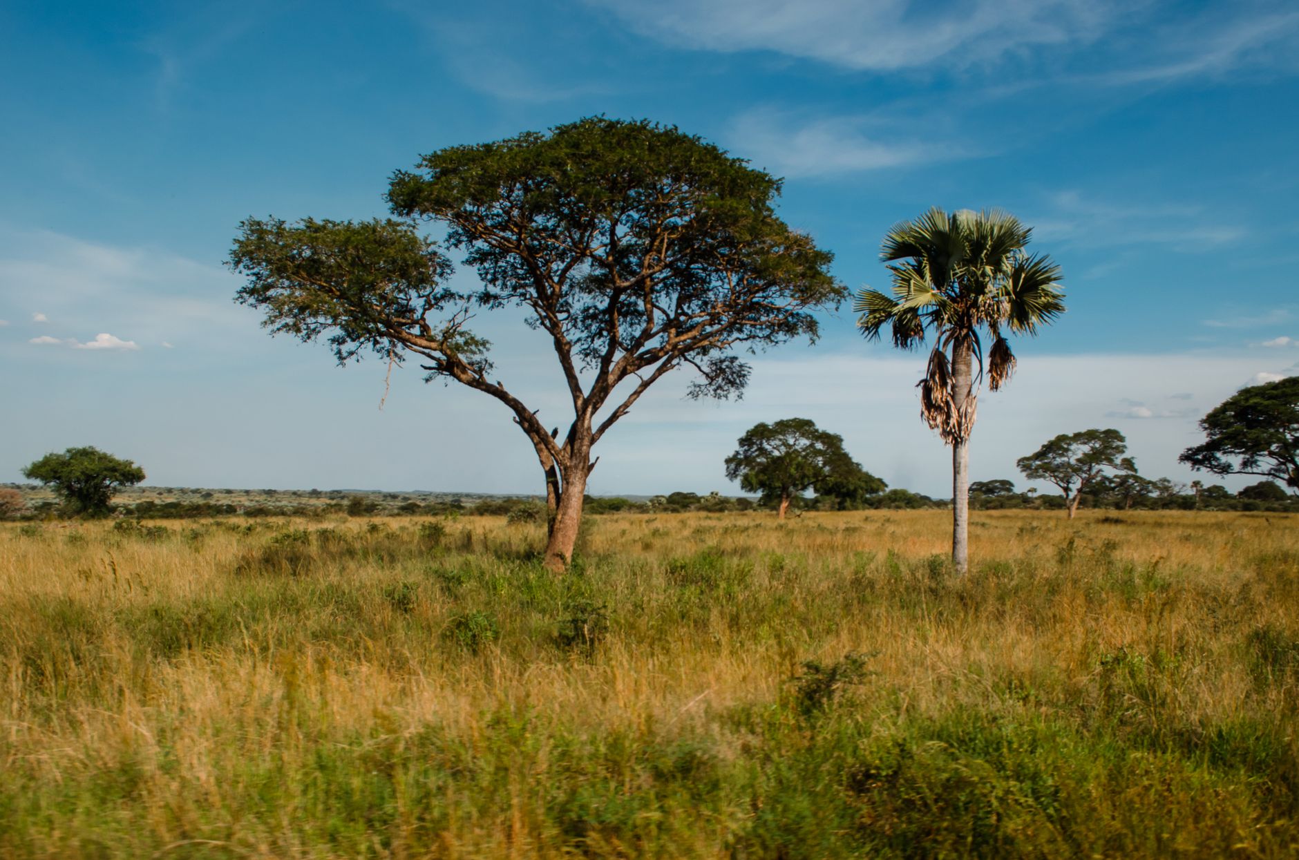 Ampia pianura africana al tramonto