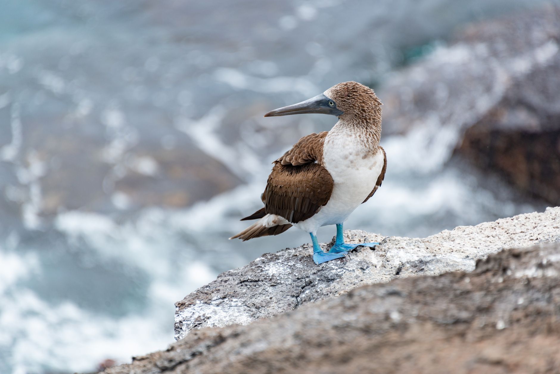 Sula dai piedi azzurri su una roccia alle Galápagos