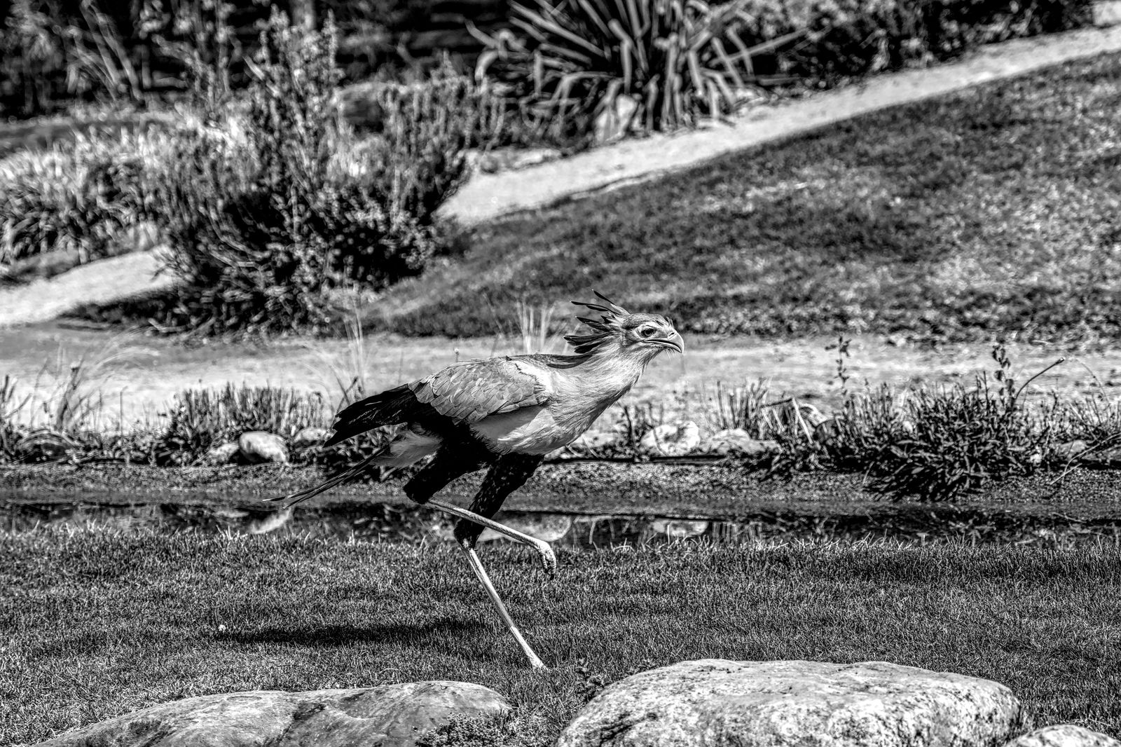 Uccello segretario che corre nella savana africana