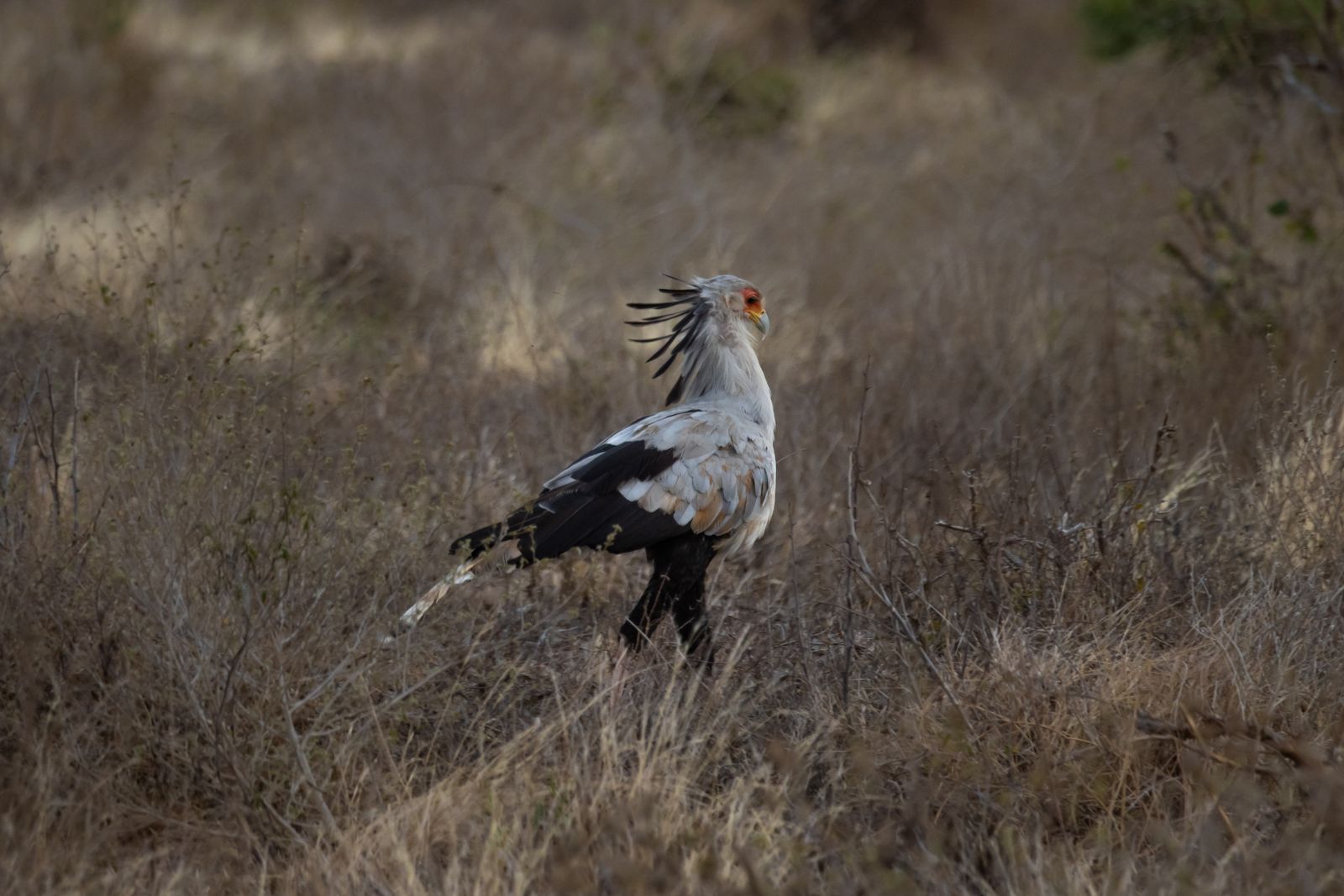 Uccello segretario cammina nella prateria africana