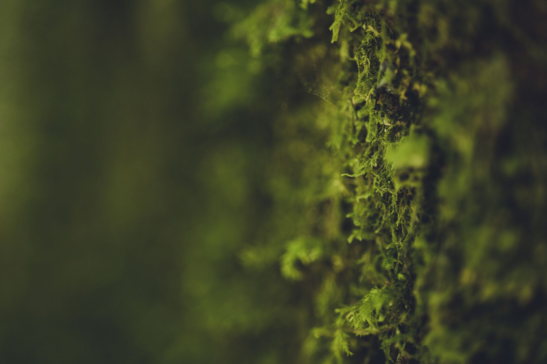 Fitta foresta pluviale umida