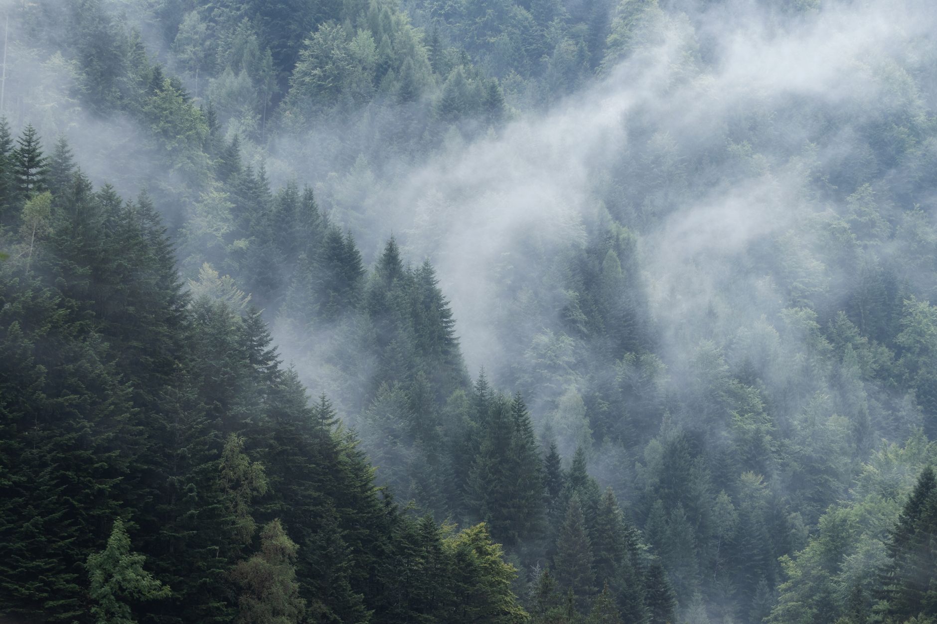 Foresta fitta e silenziosa