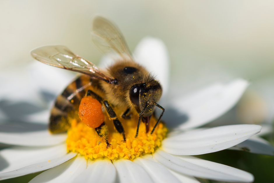 Ape in volo verso un fiore giallo