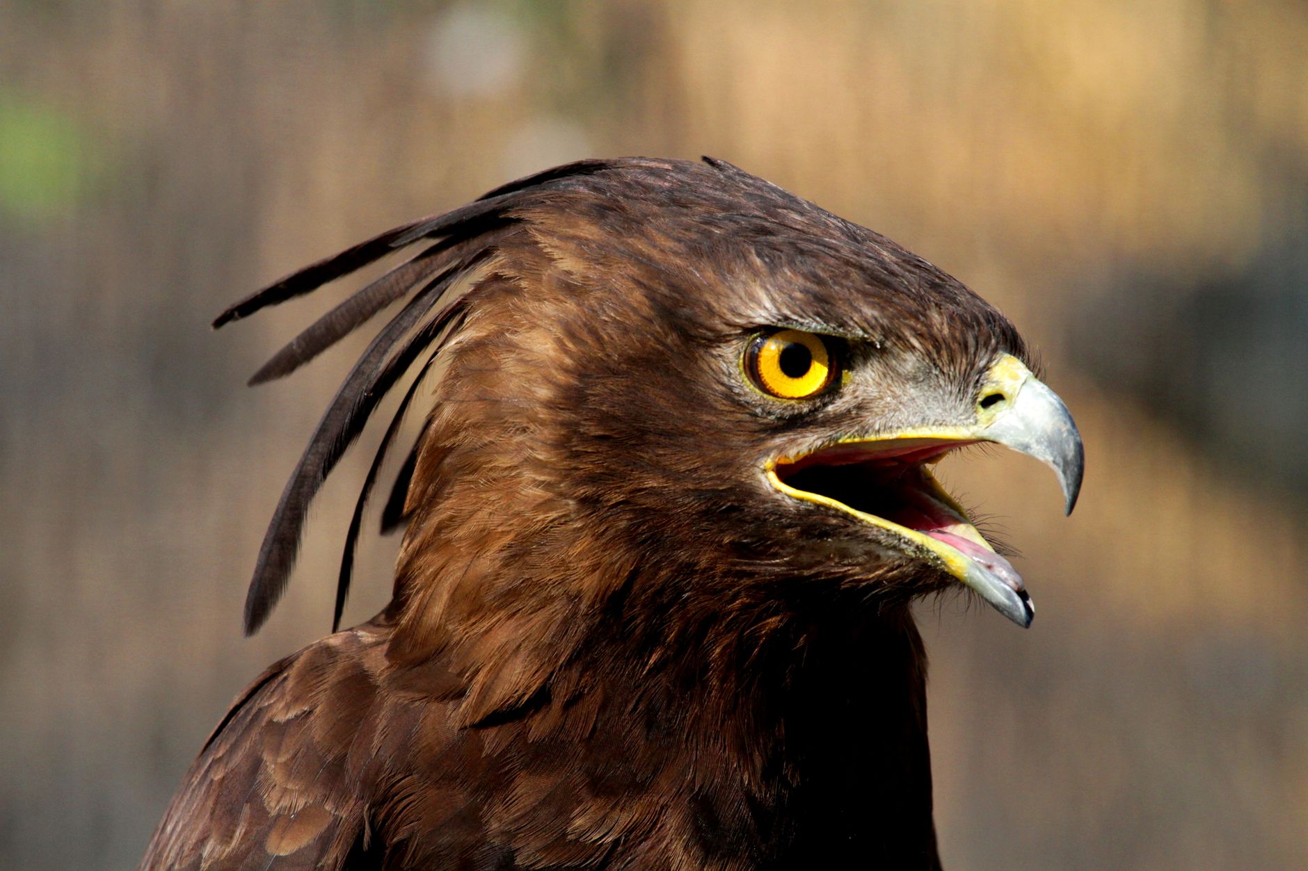 Aquila arpia, il rapace più potente della foresta pluviale