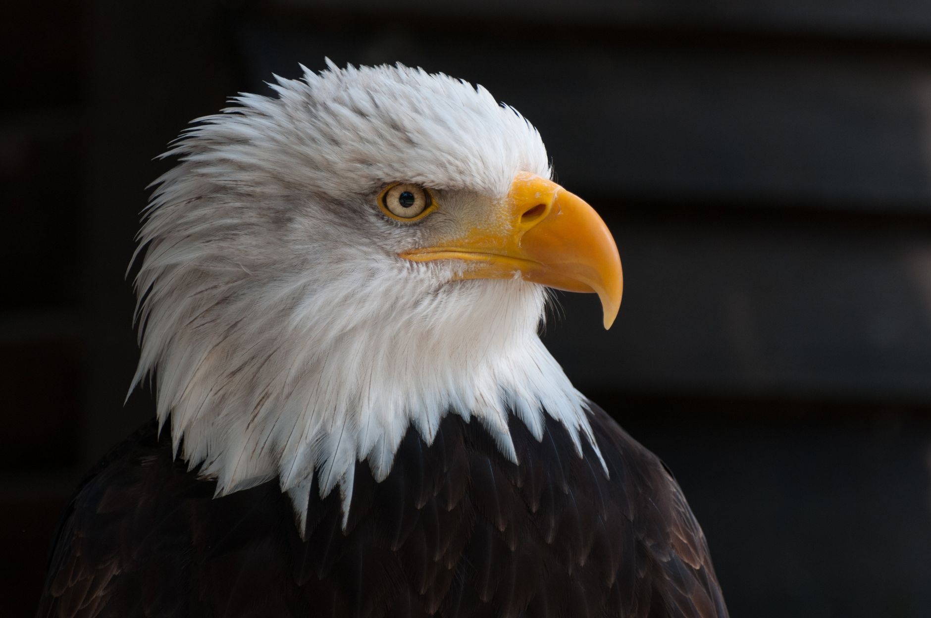 Aquila arpia appollaiata su un ramo della foresta pluviale
