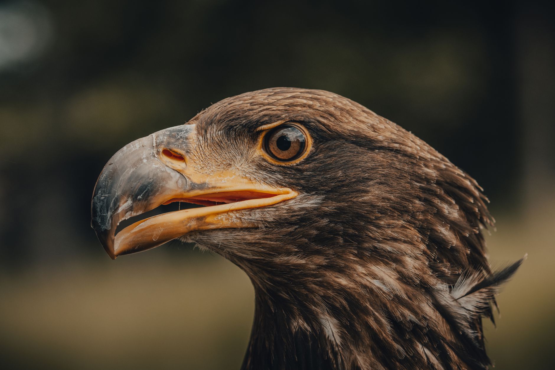 Primo piano di un'aquila con lo sguardo intenso