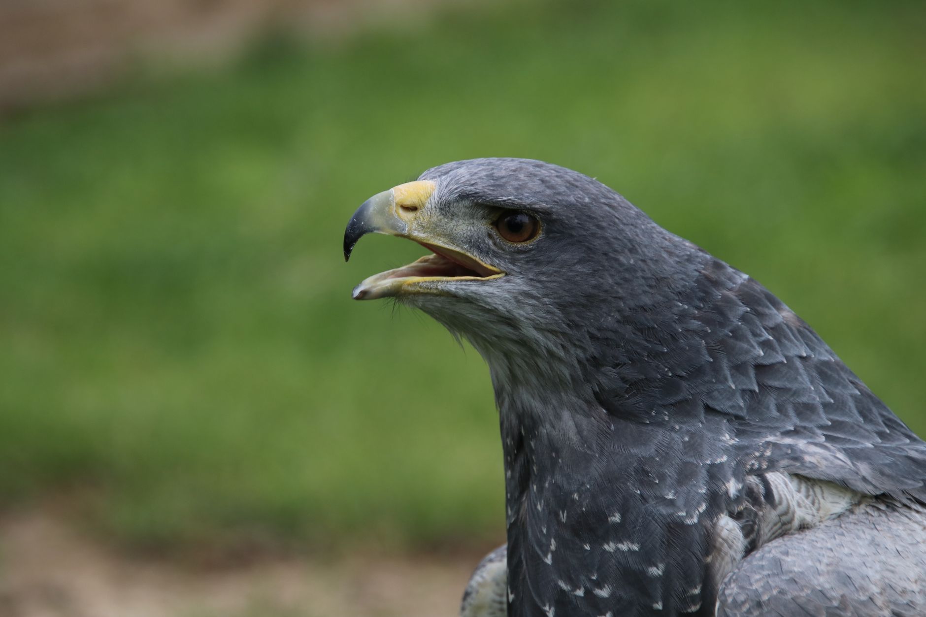 Grande rapace in volo tra gli alberi