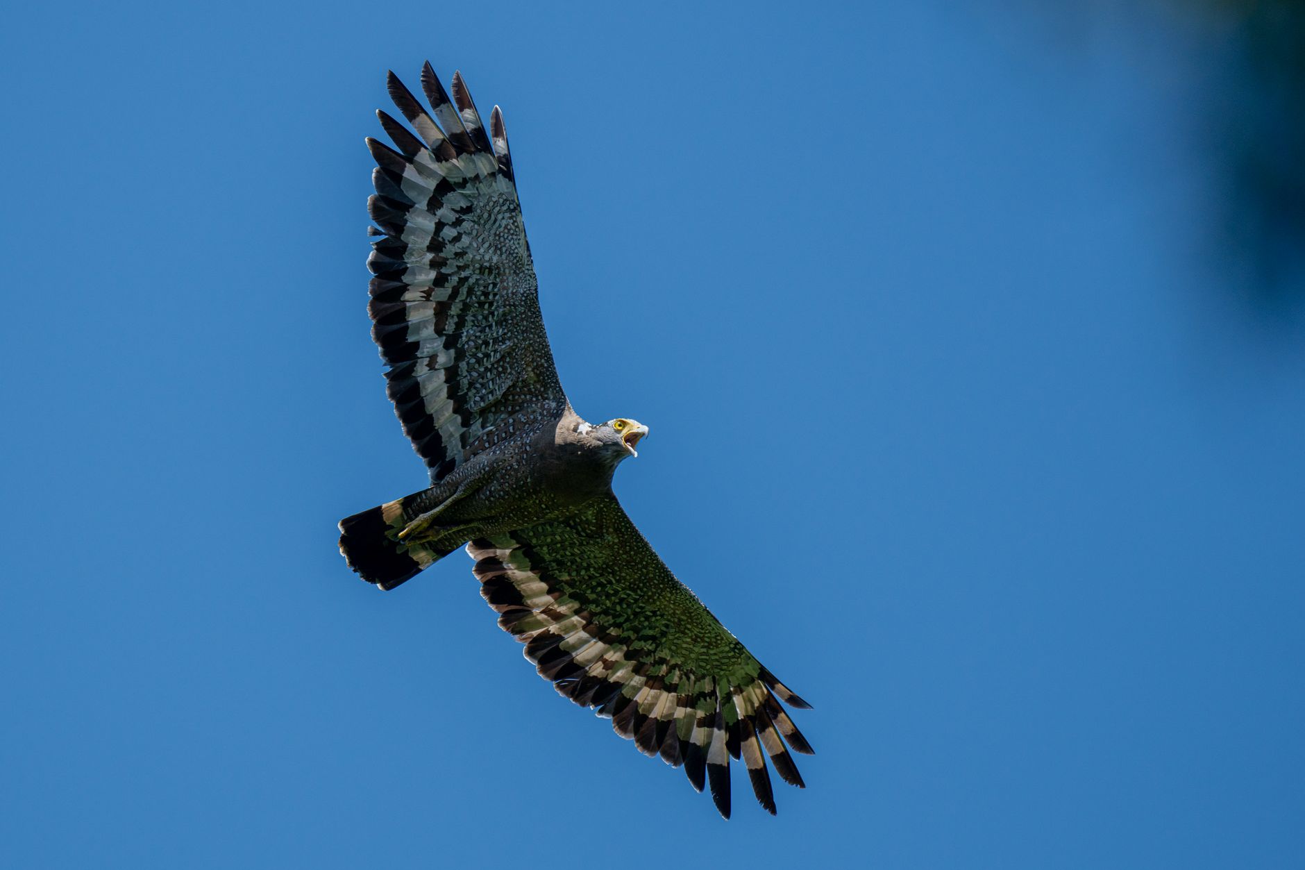 Aquila di Bonelli in volo nel cielo con le ali spiegate
