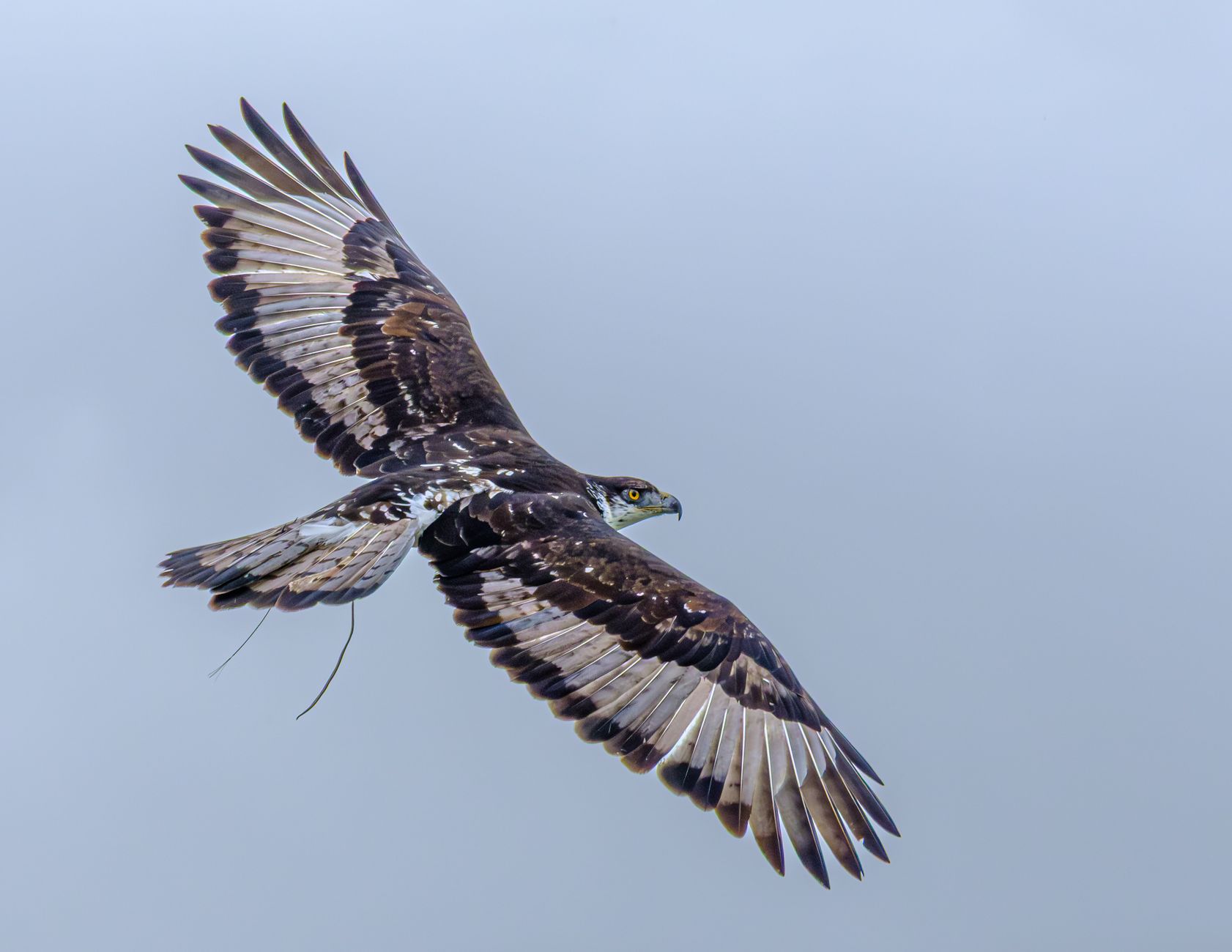 Aquila di Bonelli appollaiata su una parete rocciosa