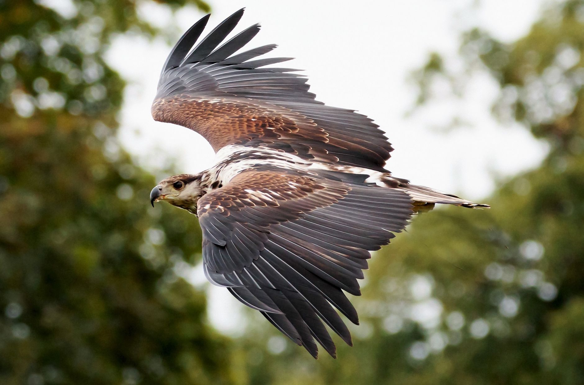 Aquila che caccia sorvolando un ambiente mediterraneo