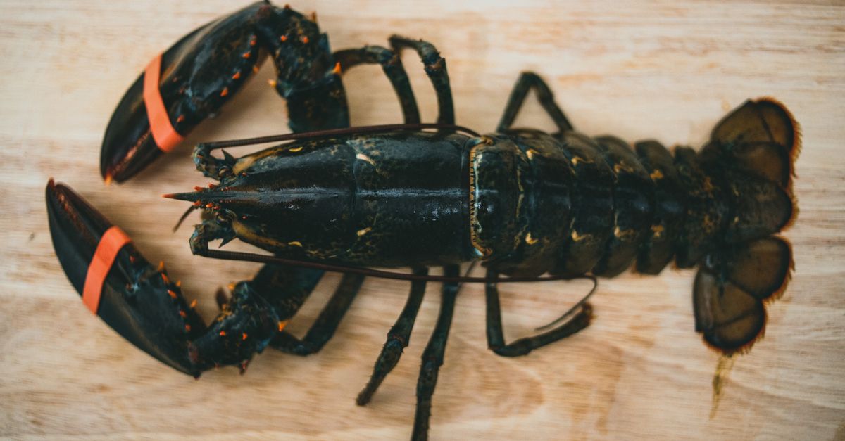 Aragosta viva sul fondo del mare