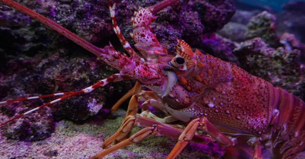 Crostaceo marino su un fondale roccioso