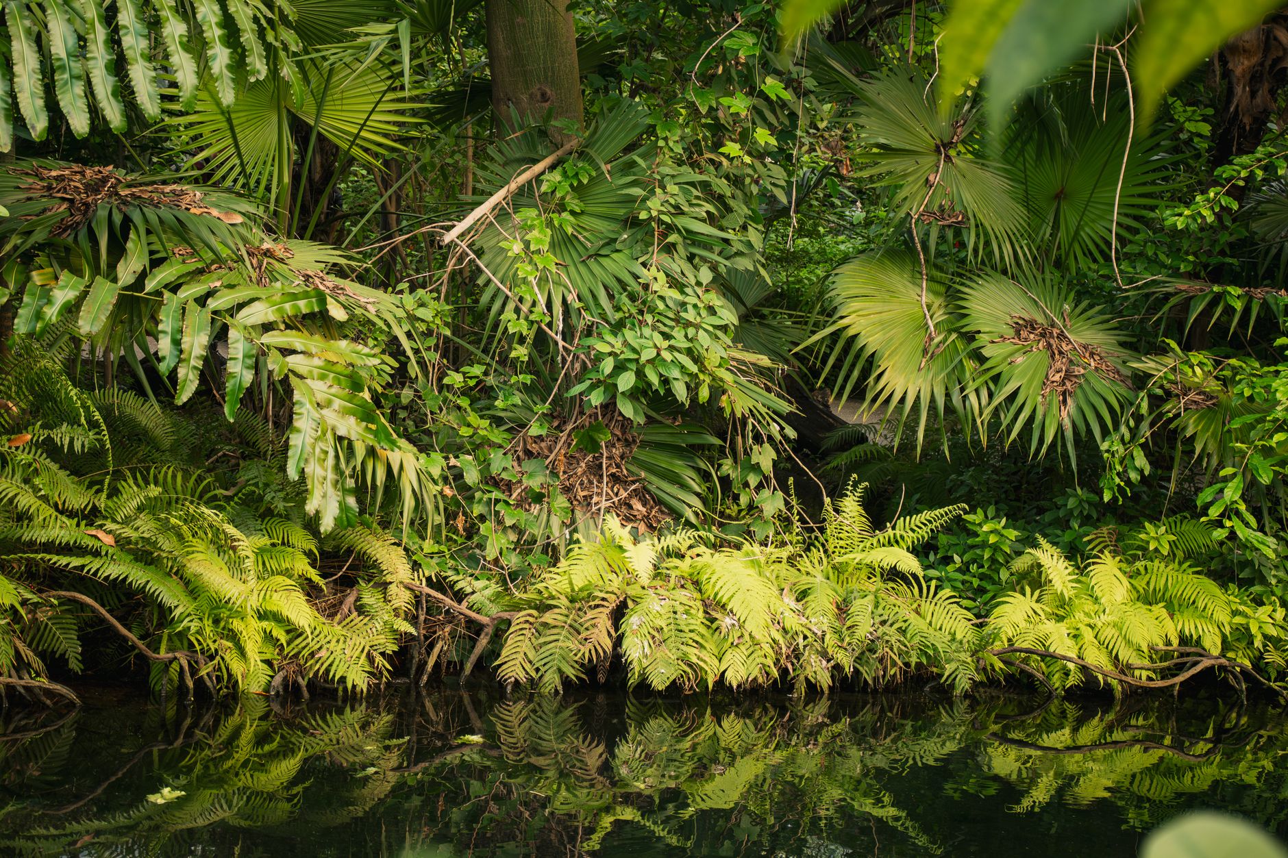 Foresta pluviale tropicale fitta e verde