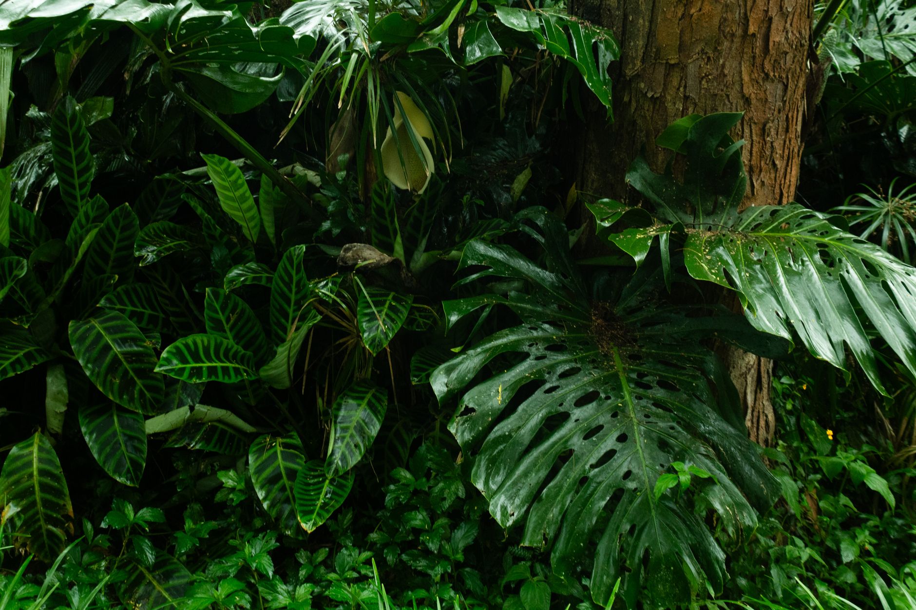 Chioma degli alberi in una foresta pluviale