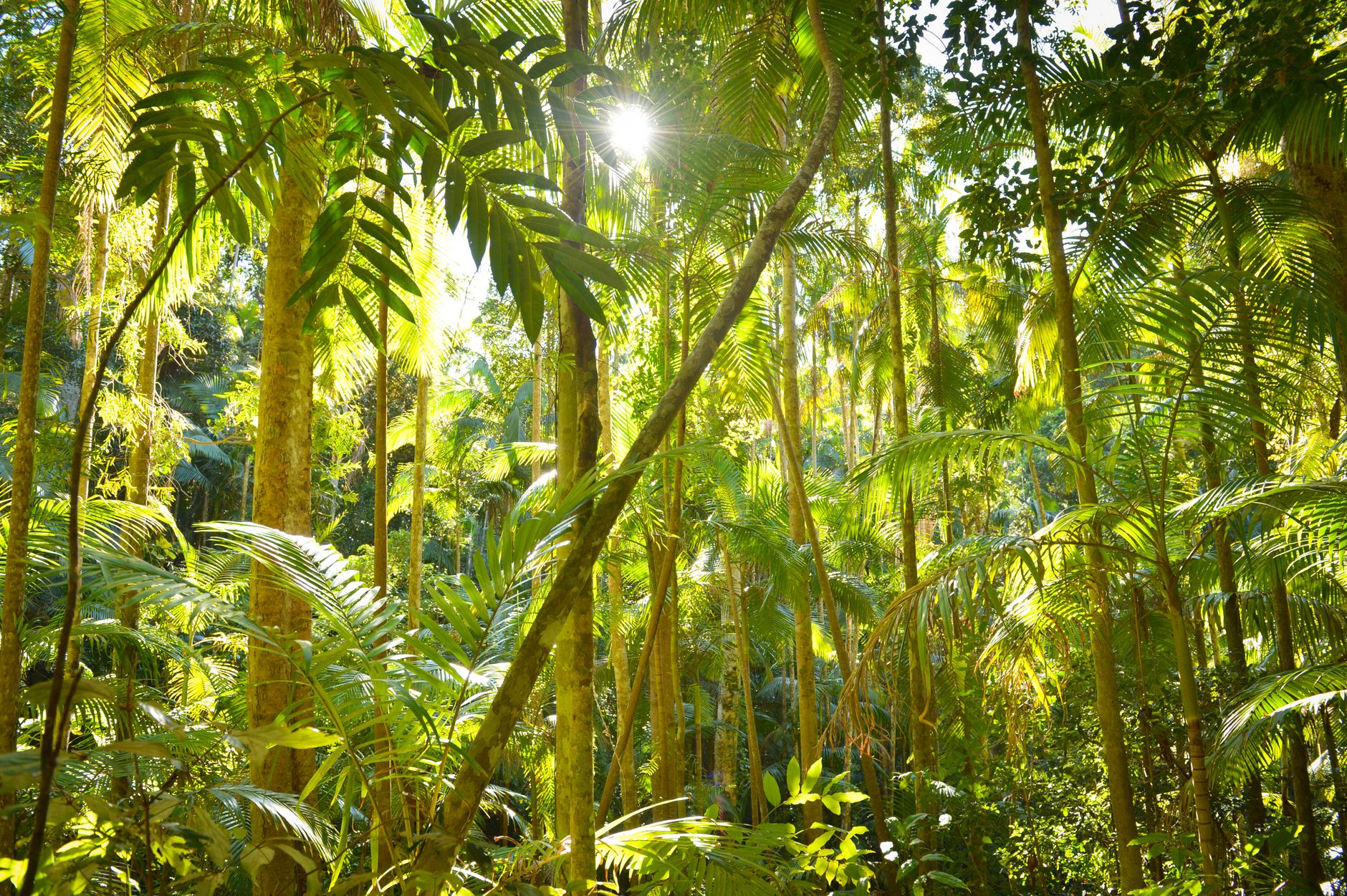 Vegetazione lussureggiante della giungla tropicale