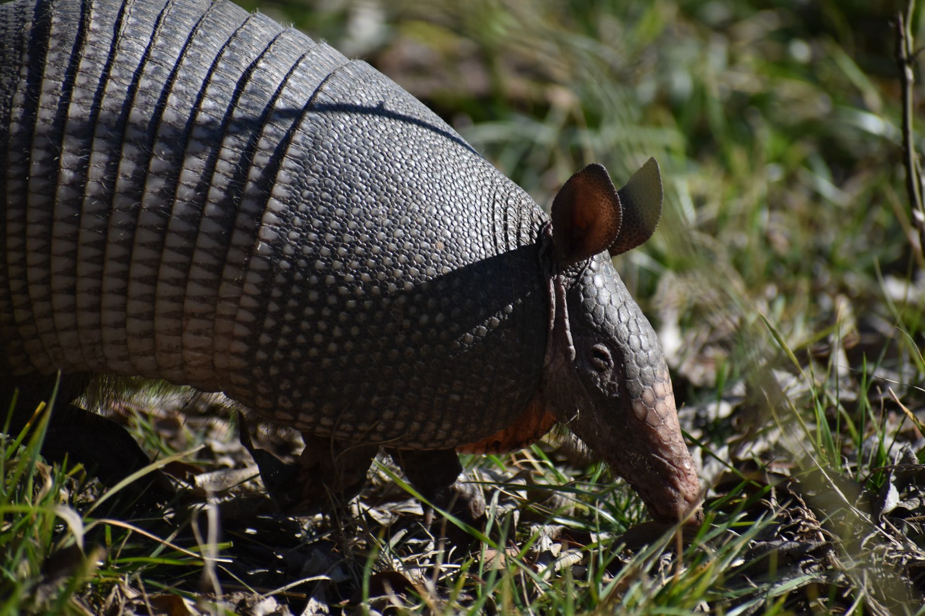 Un armadillo appoggiato sul terreno sabbioso