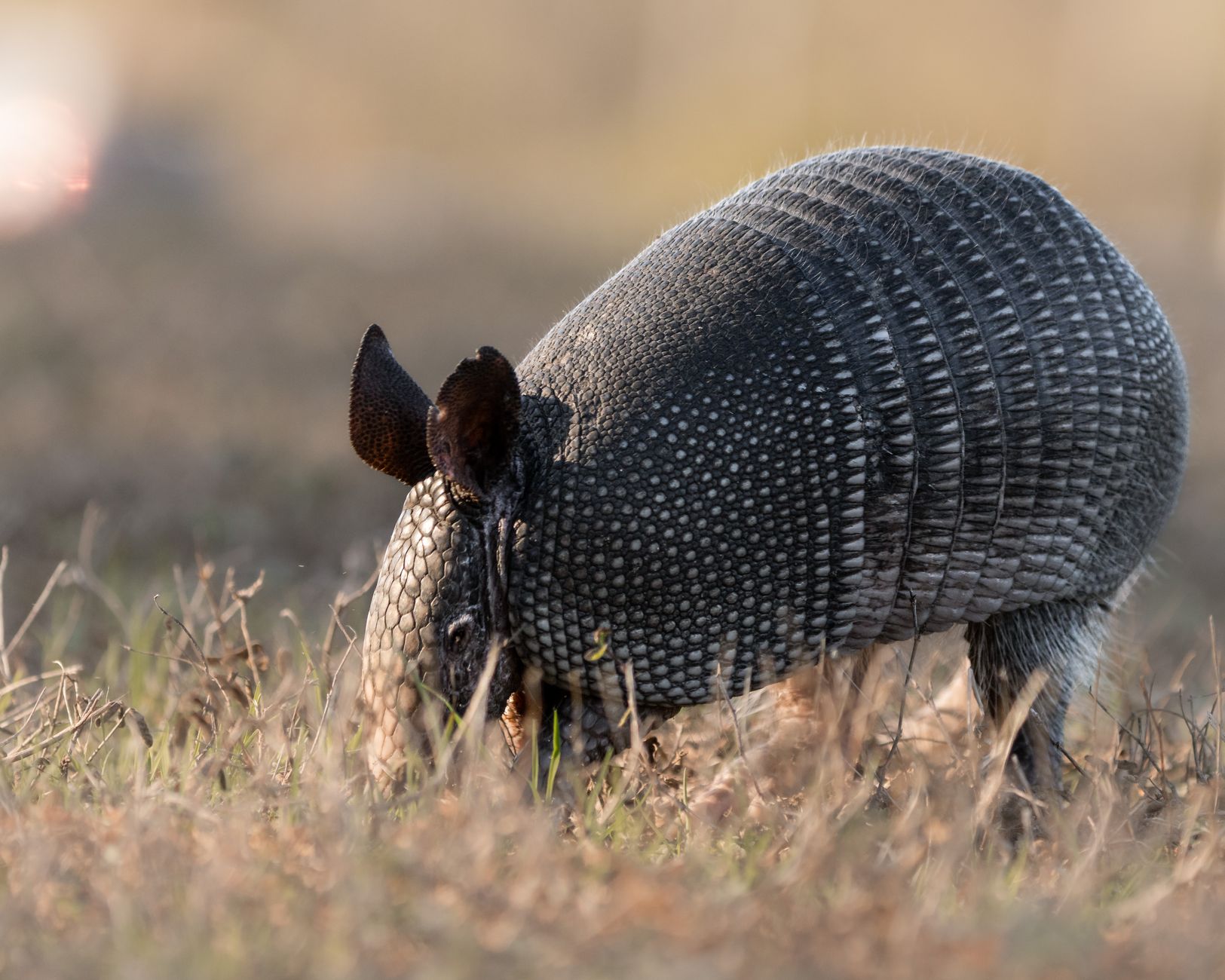 Primo piano della corazza segmentata di un armadillo