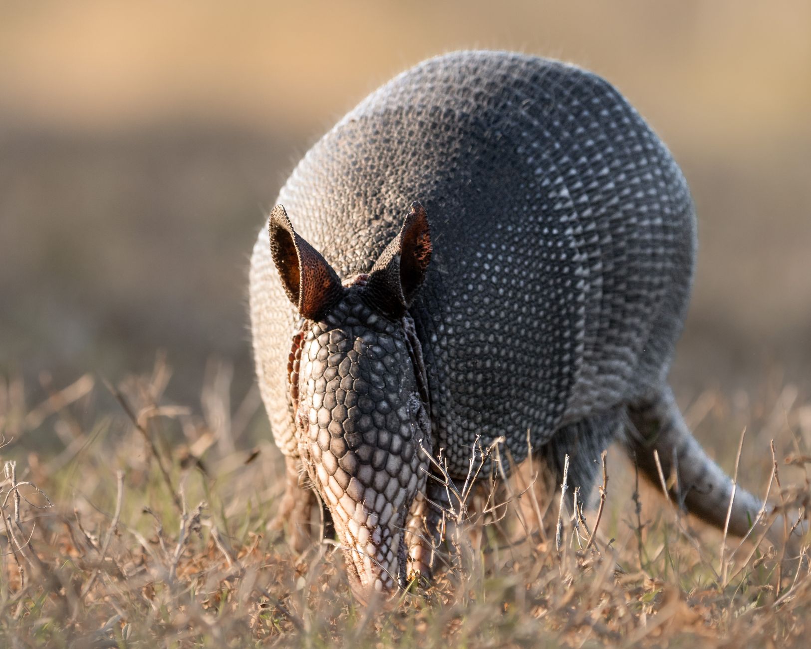 Armadillo che scava nel terreno con gli artigli anteriori