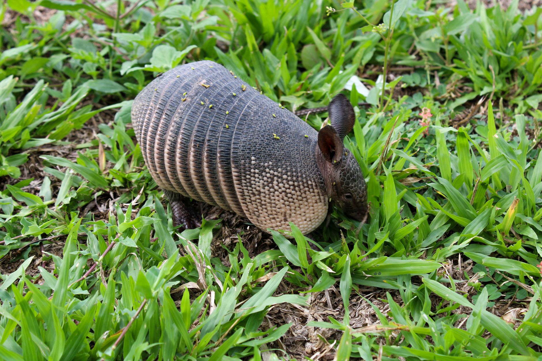 Armadillo in un ambiente naturale arido