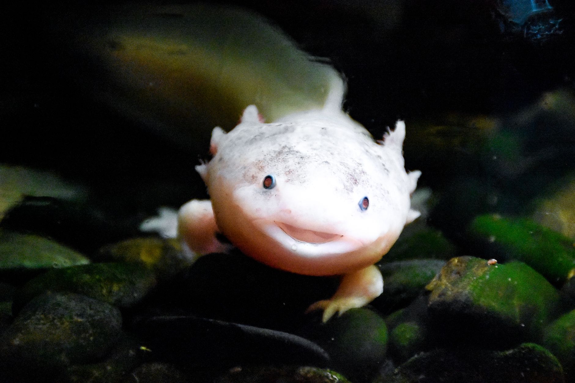 Assolotto rosa con branchie esterne in acquario