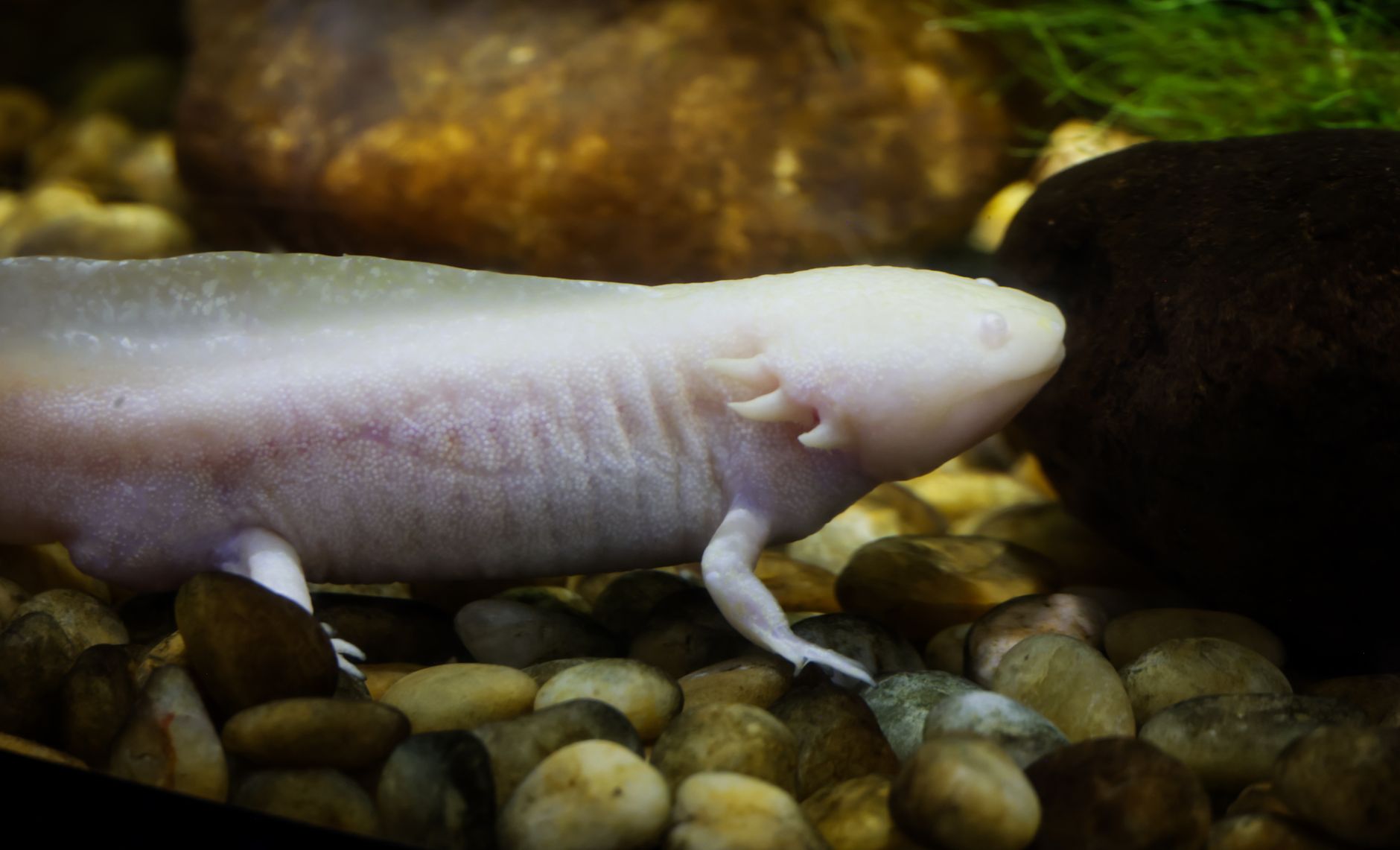 Primo piano di un assolotto, la salamandra messicana