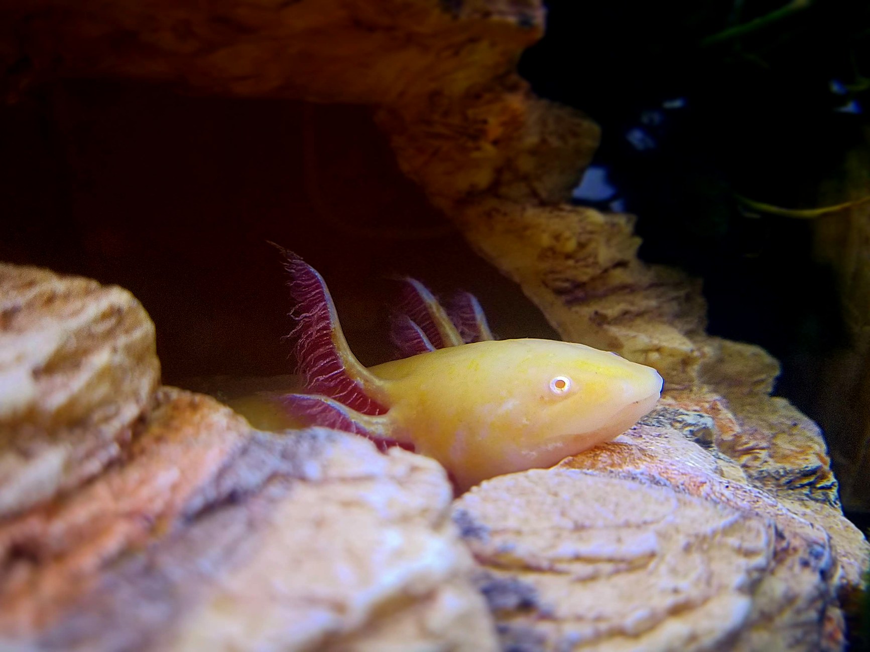 Axolotl, anfibio simbolo della rigenerazione biologica