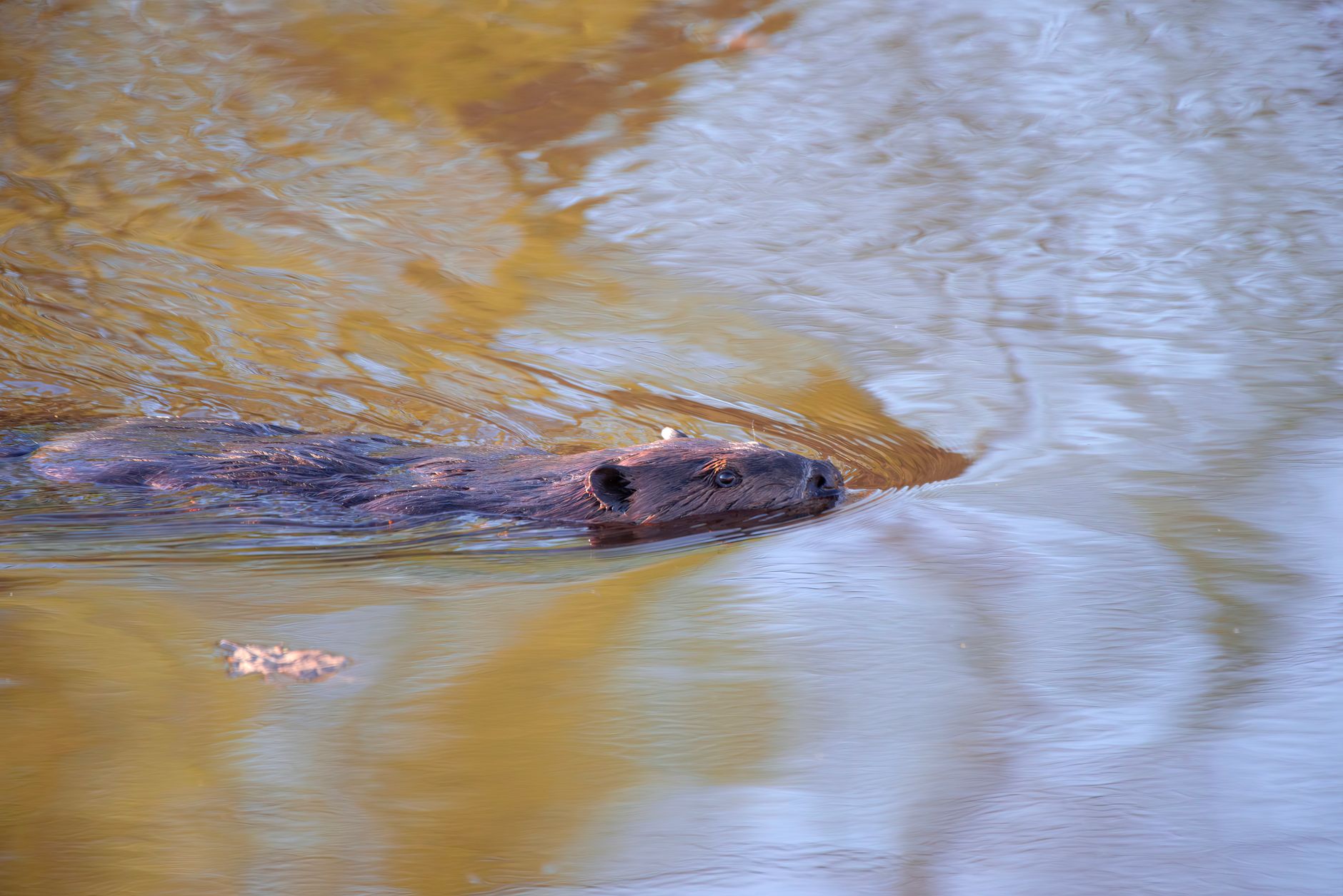 Un castoro europeo in un fiume, simbolo del ritorno della specie in natura