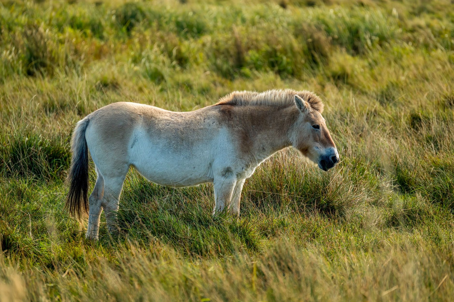 Cavallo selvatico dal mantello color sabbia e criniera dritta