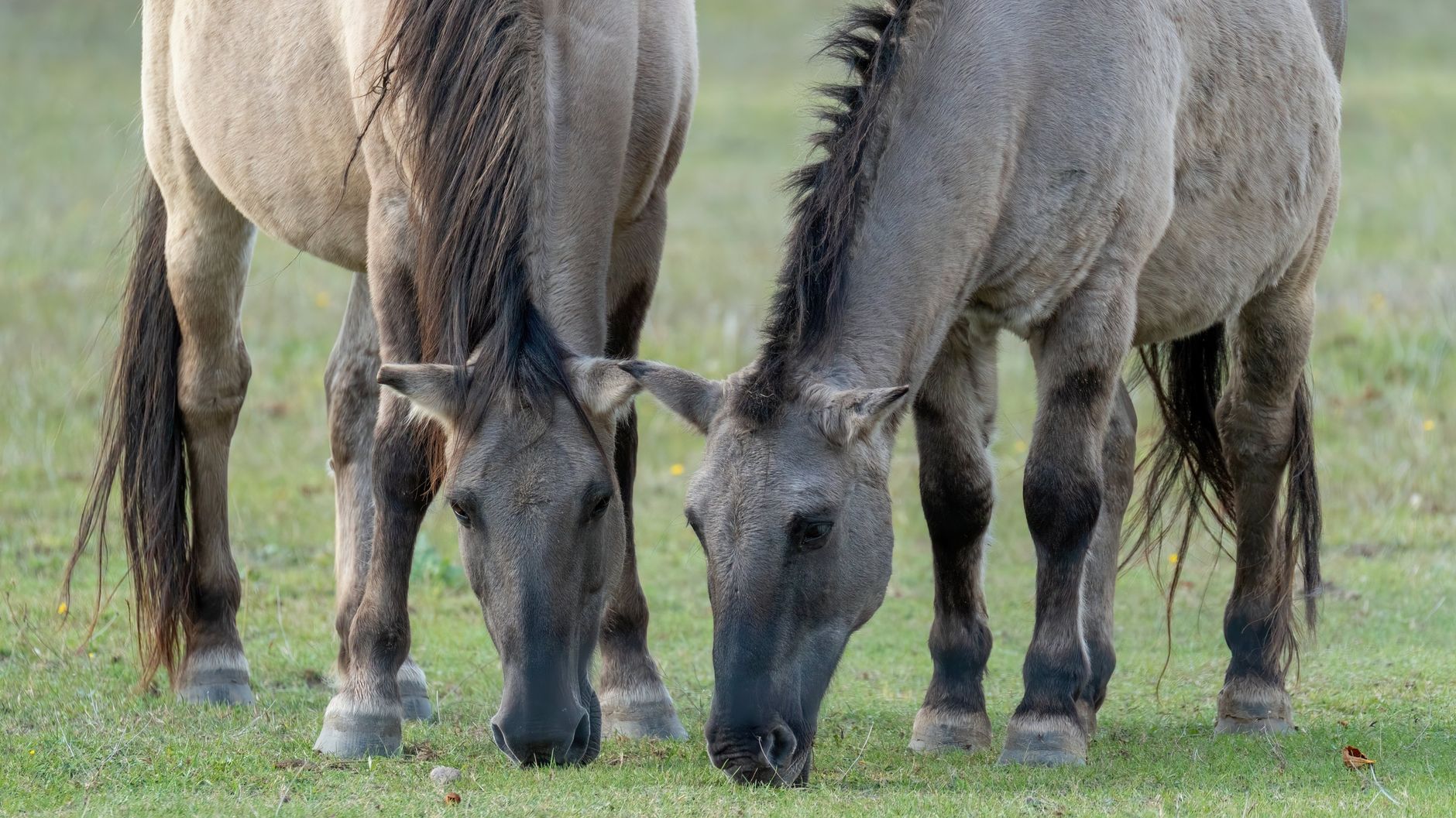 Cavallo selvatico libero in un ampio paesaggio di steppa