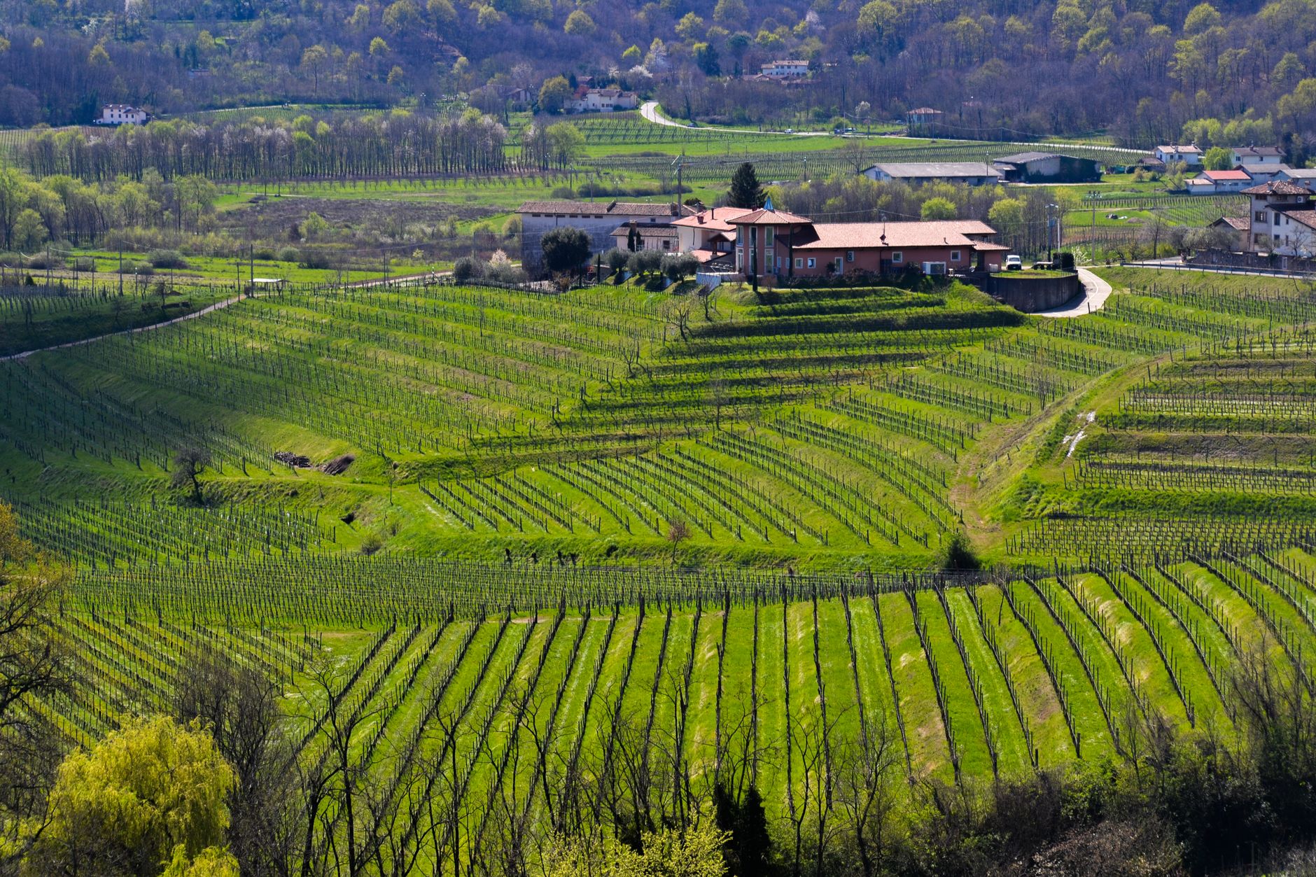 Colline delle Langhe con vigneti in Piemonte